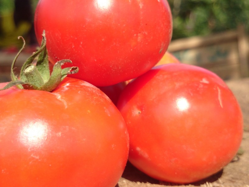 Tomato season koforidua Ghana 09