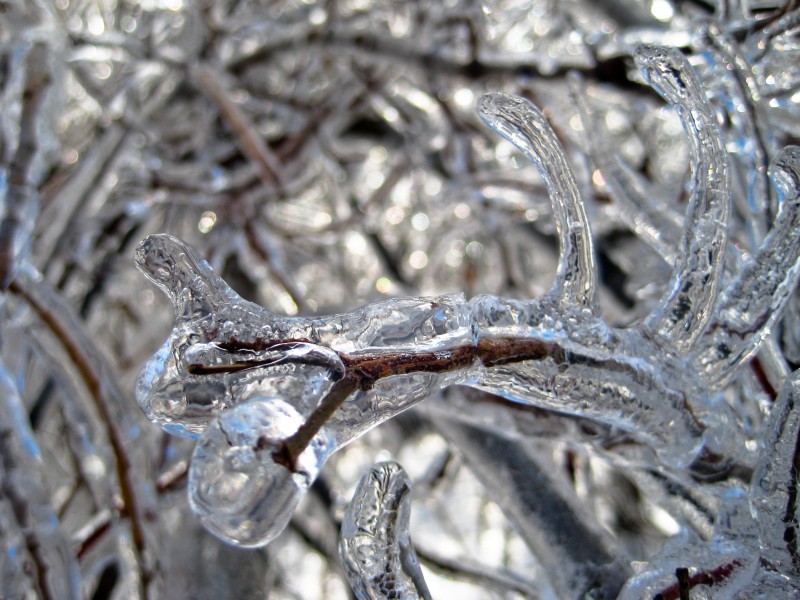 Trees-Ice Storm-Dec 2007-St Jo MO-5