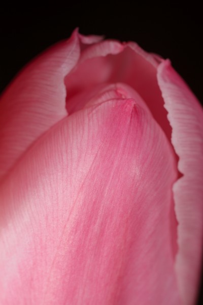 Tulip (4368446601) (2)