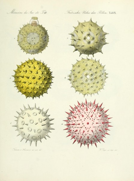 Ueber den Pollen (Tab. IX) (7176491034)