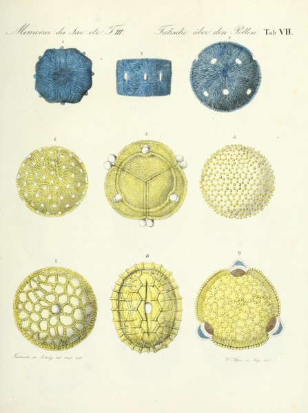 Ueber den Pollen (Tab. VII) (7176489216)