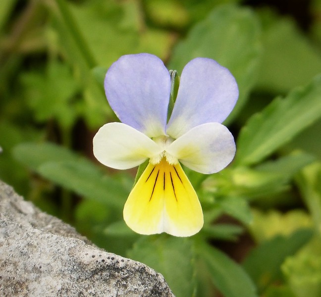 Viola calcarata (44741811824)