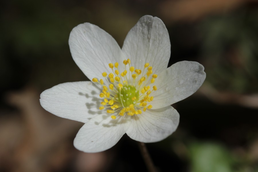 Wood anemone - Anemone nemorosa (26387621407)