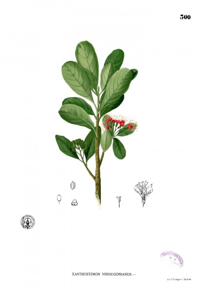 Xanthostemon verdugonianus Blanco2.299