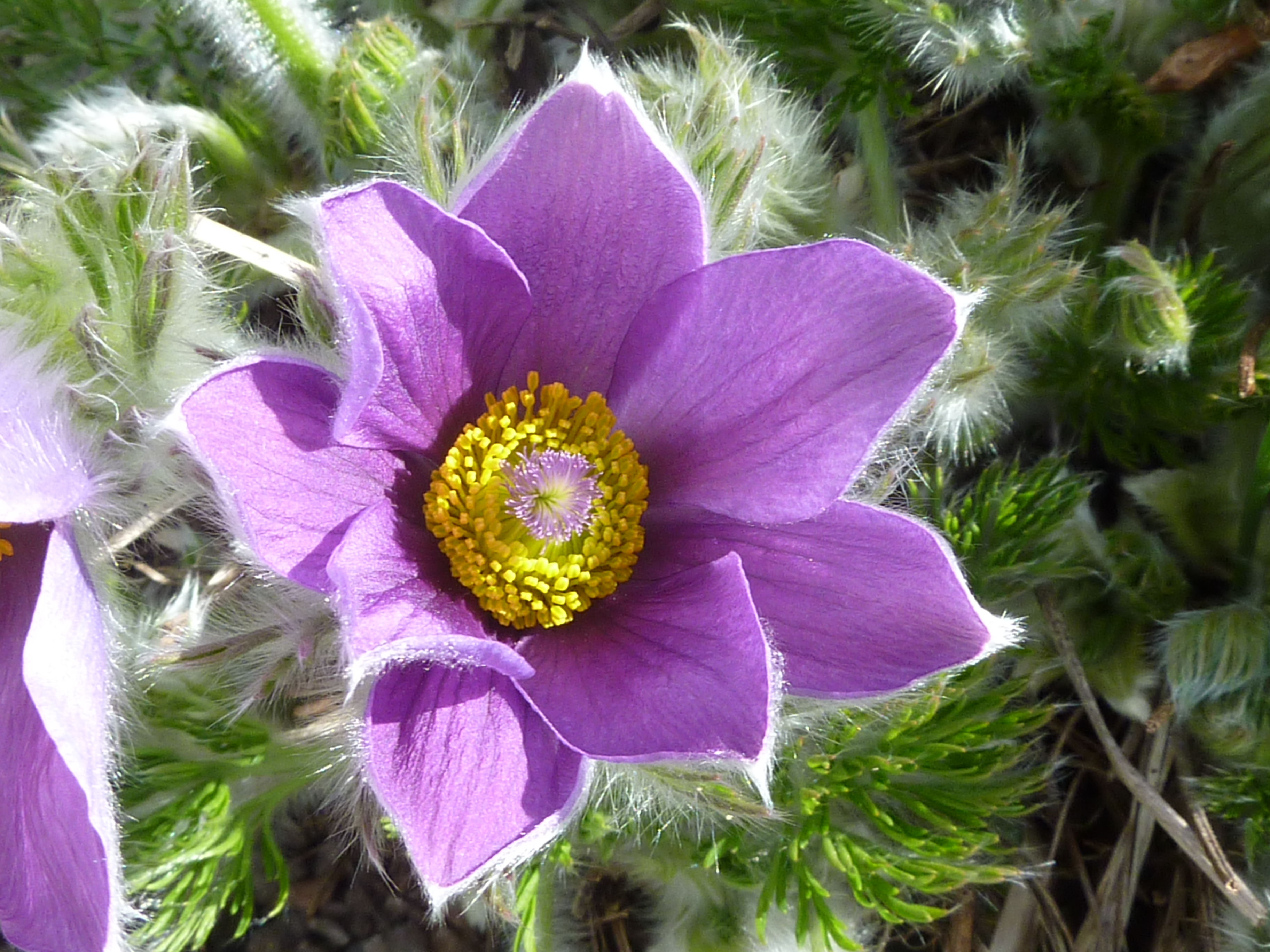 Pulsatilla vulgaris 'Pasque flower' (Ranunculaceae) flower