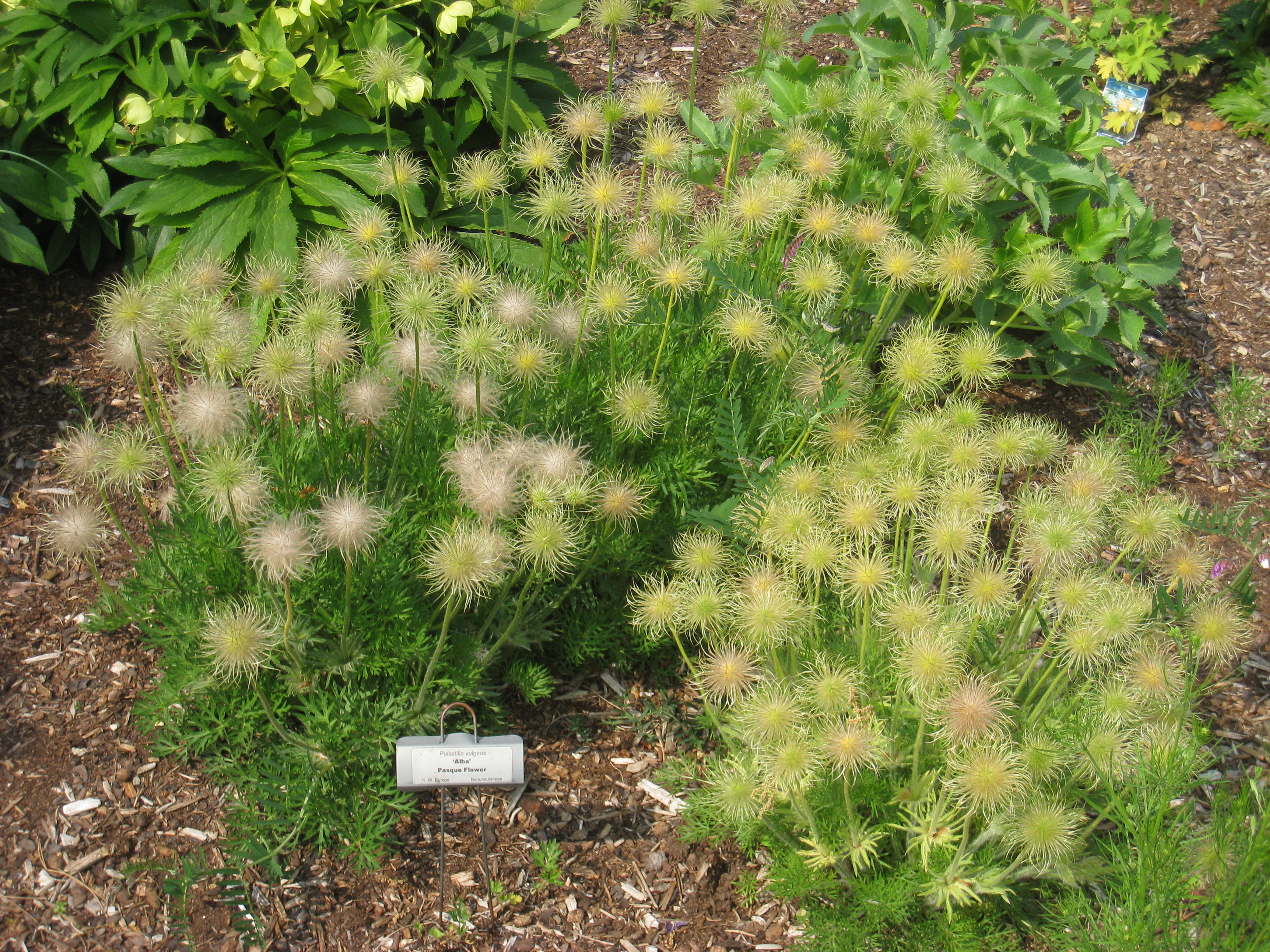 Pulsatilla vulgaris, Tower Hill Botanic Garden