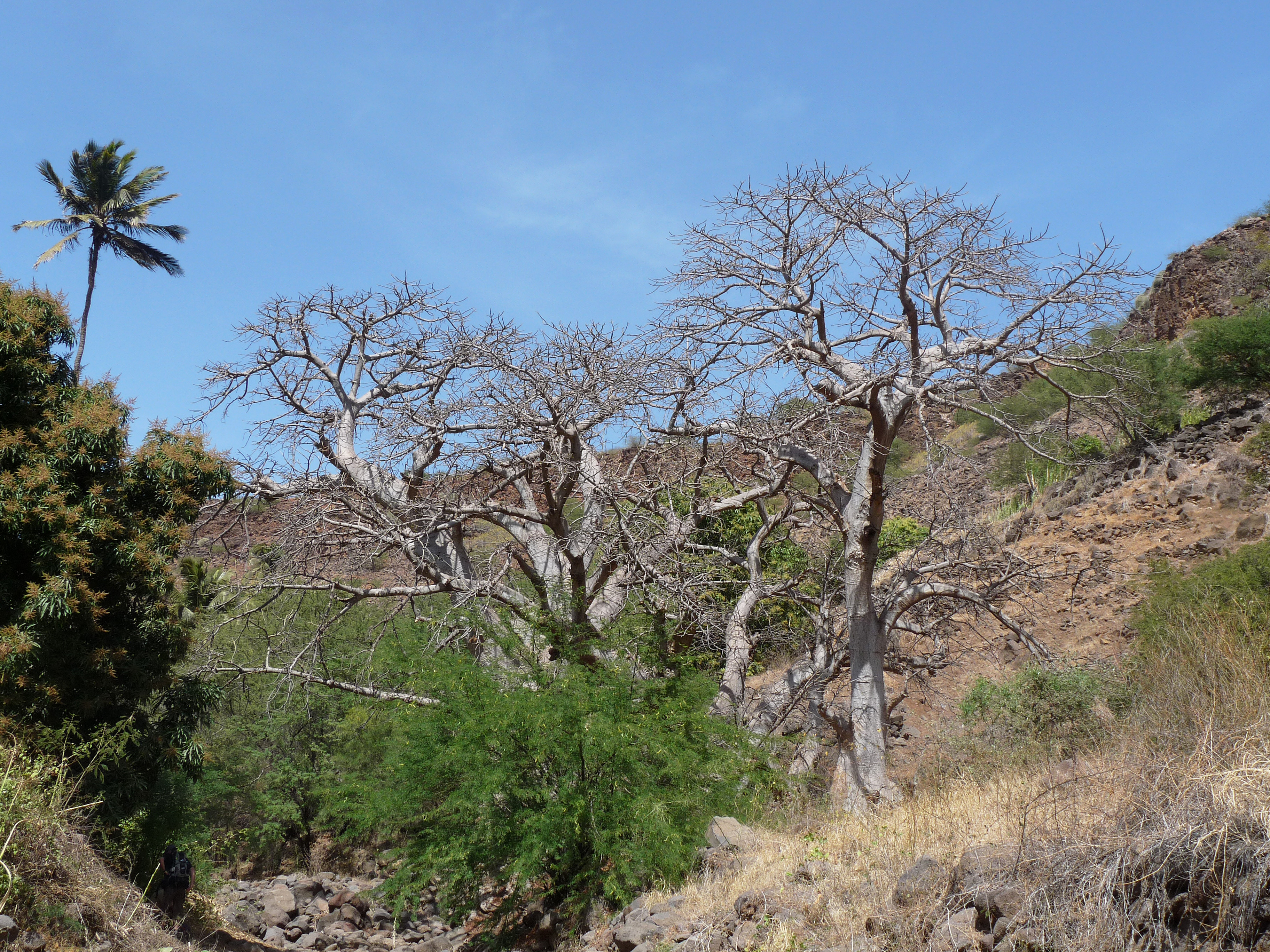 Ribeira Grande de Santiago-Baobabs (1)