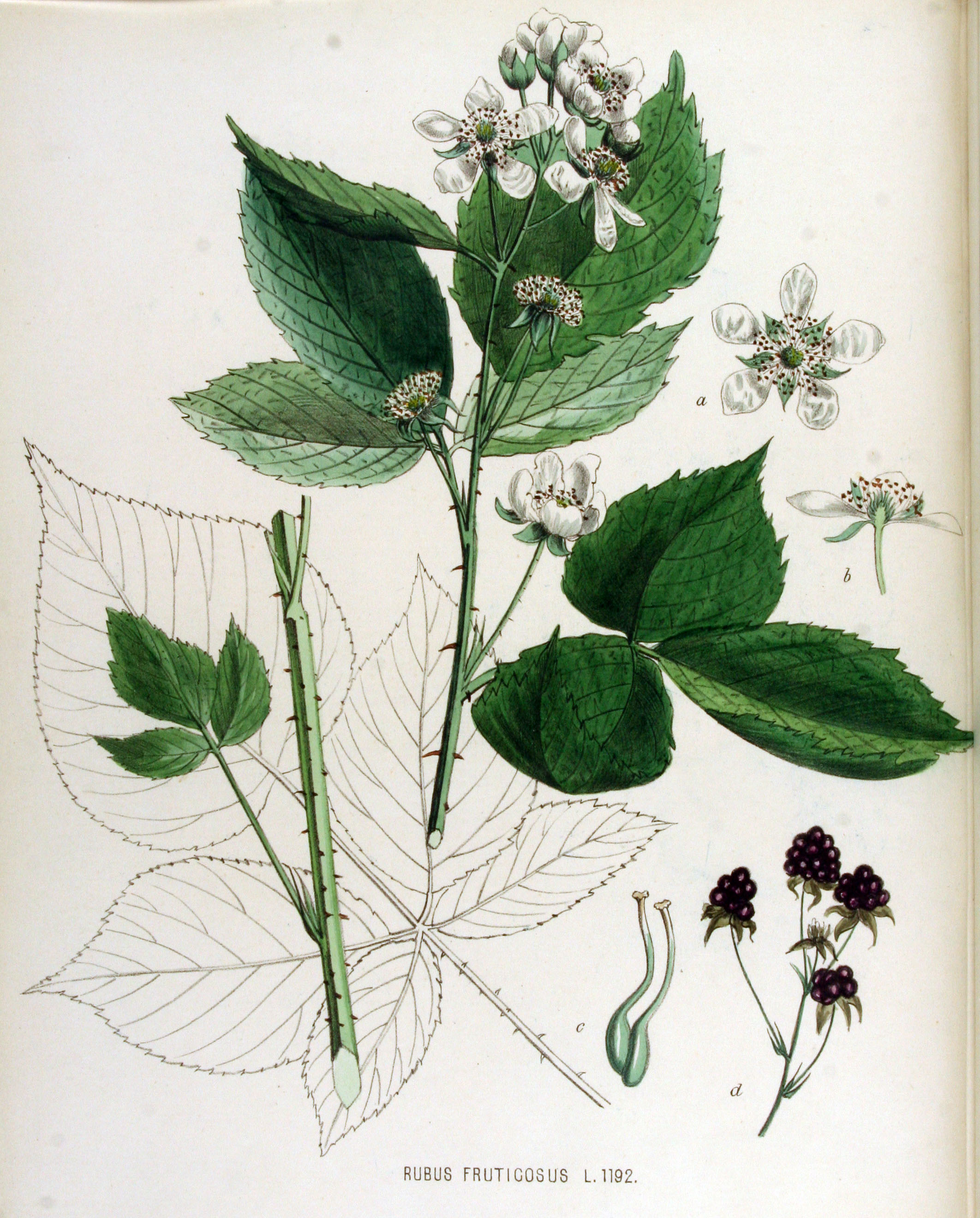 Rubus fruticosus — Flora Batava — Volume v15