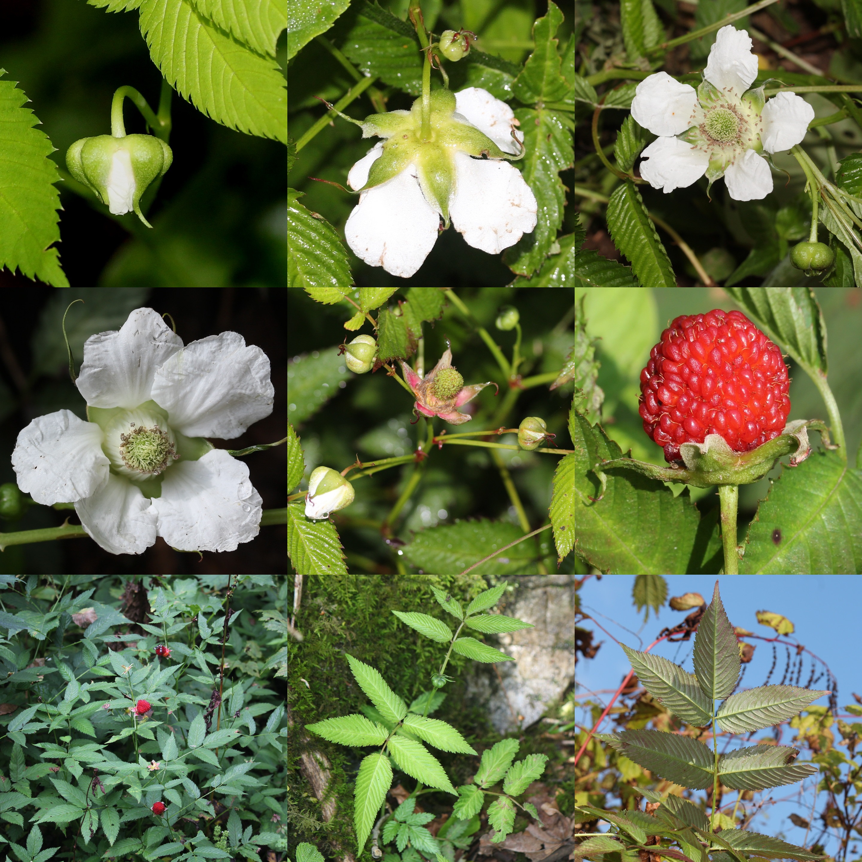 Rubus illecebrosus (Montage s2)