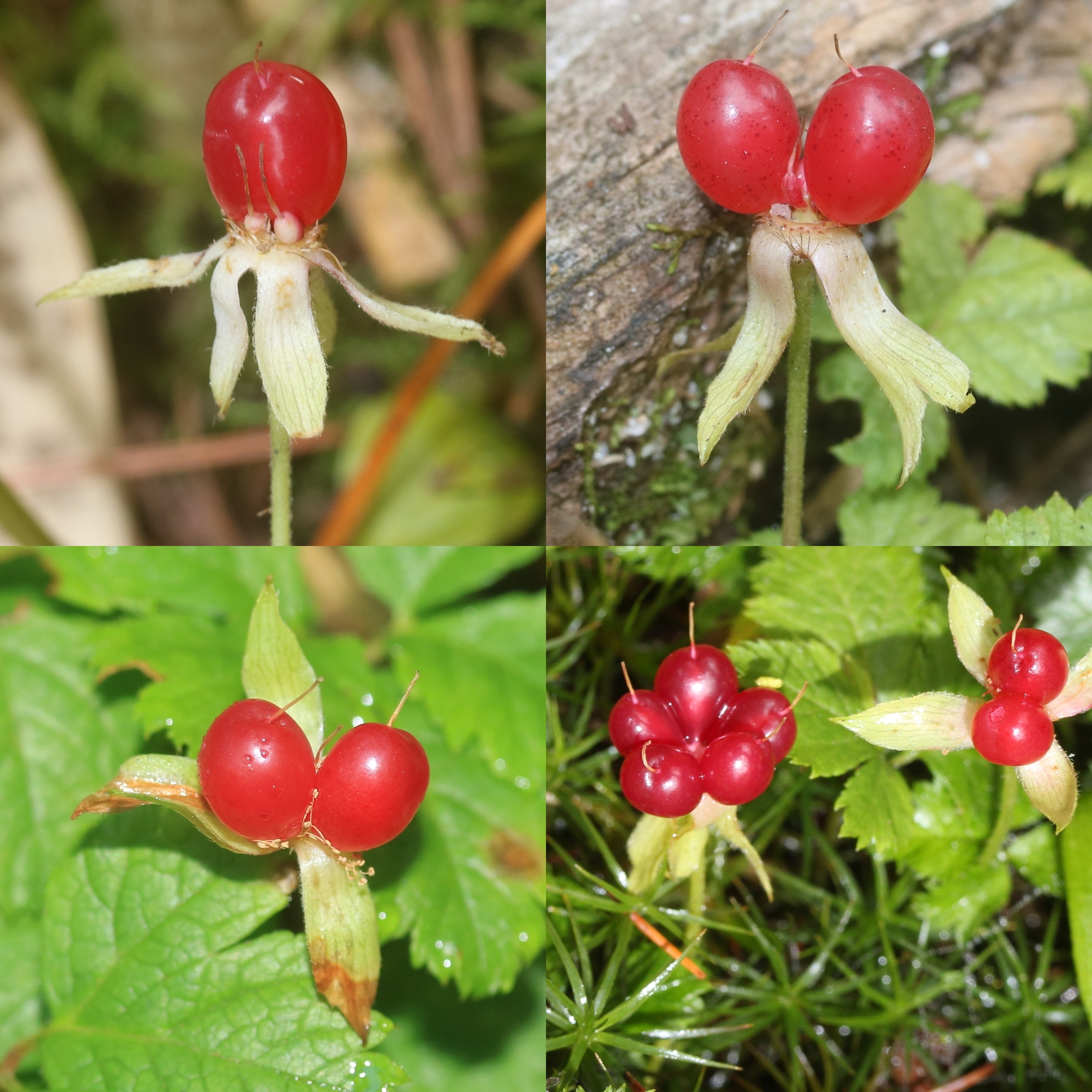 Rubus pedatus (Montage s3)