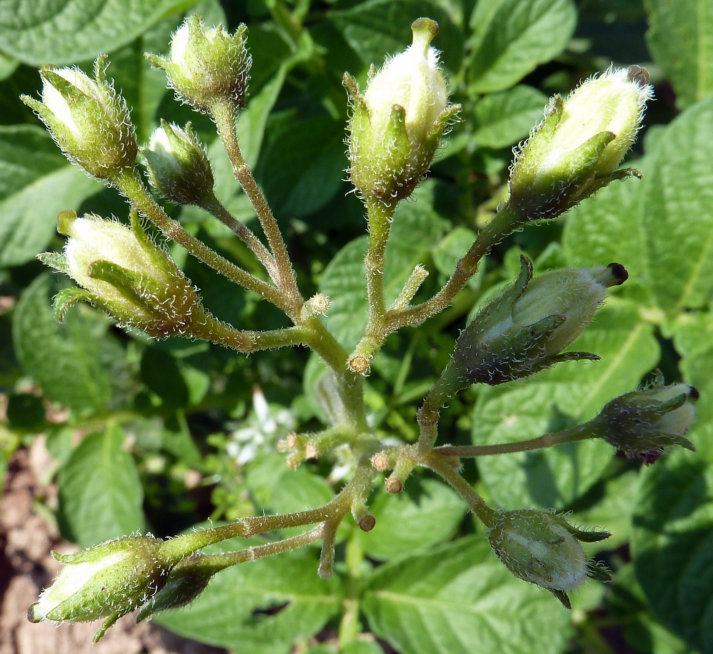 S. tuberosum-flor-5