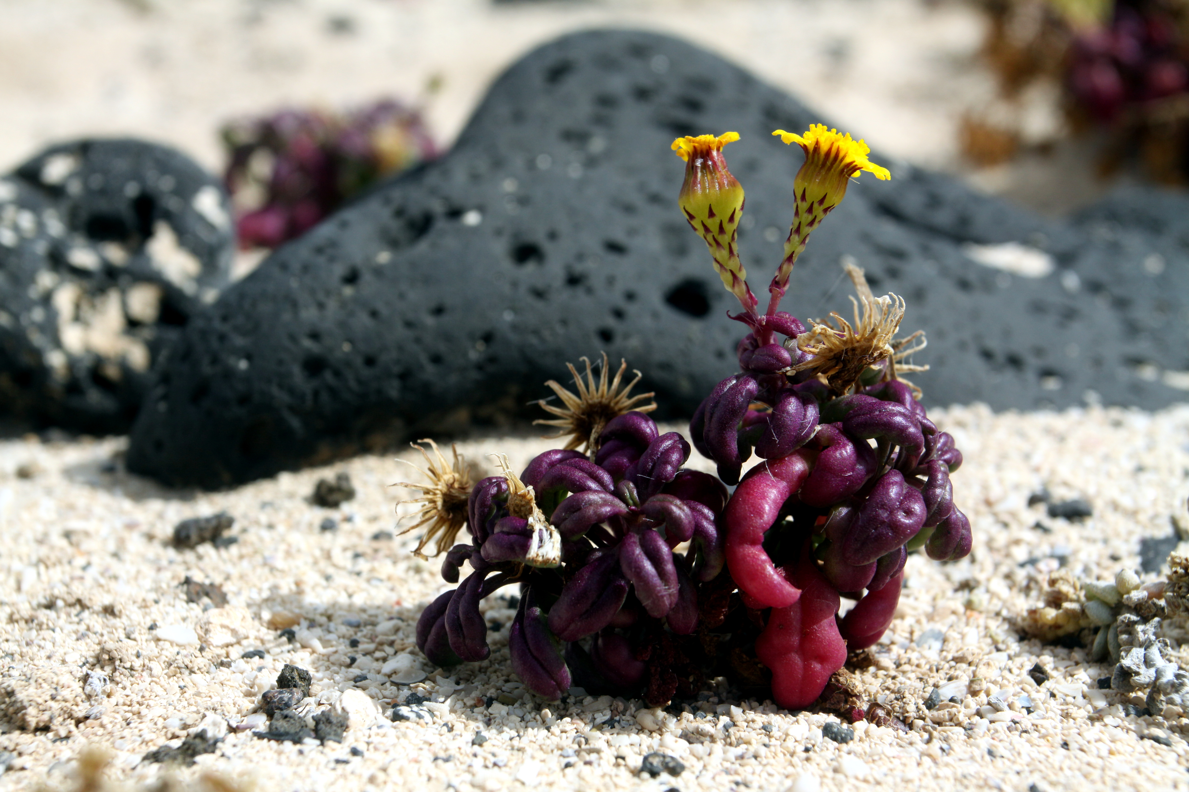 Senecio leucanthemifolius on the beach close to Órzola on Lanzarote, June 2013 (4)