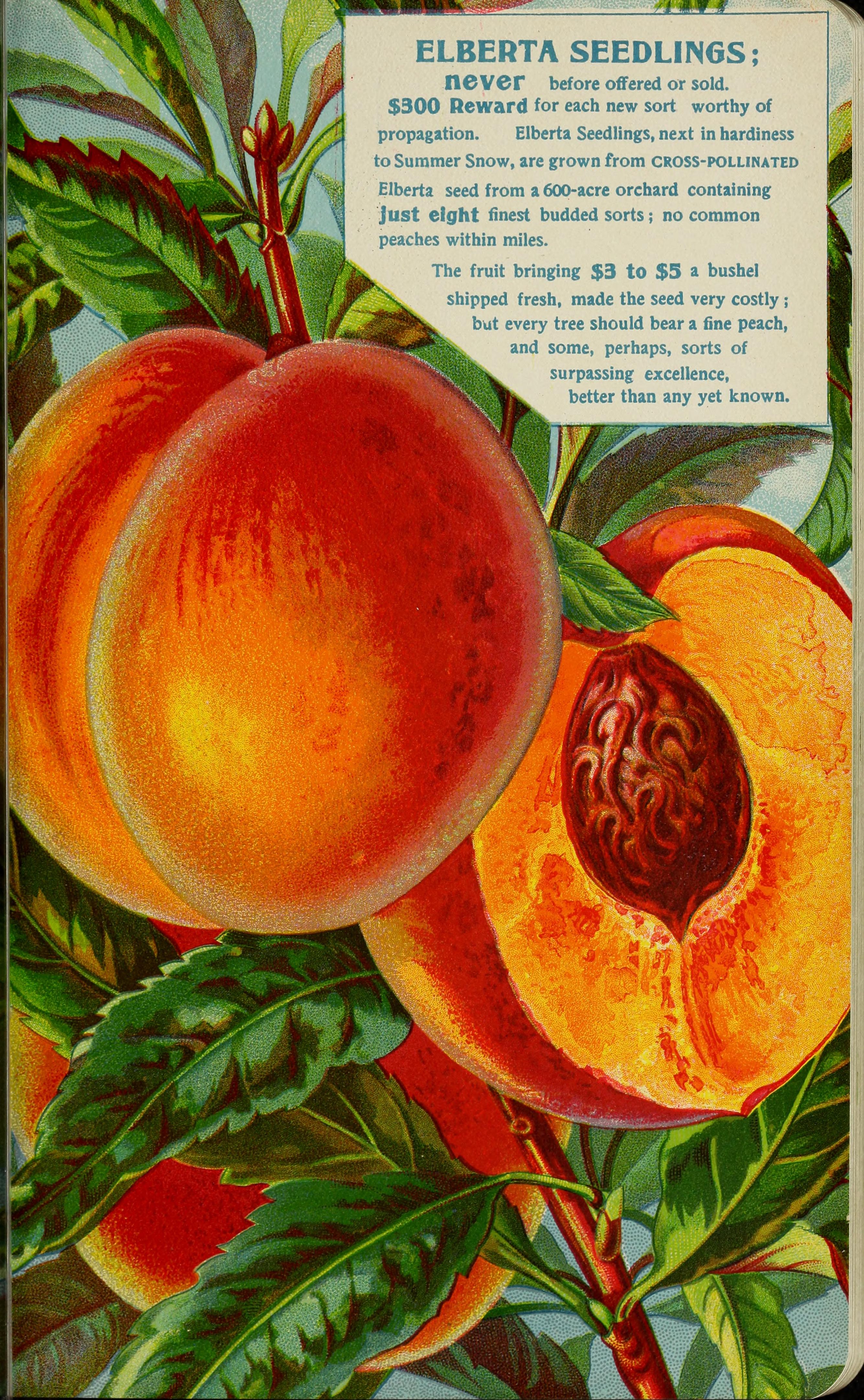 Stark fruits (1896) (20544598315)