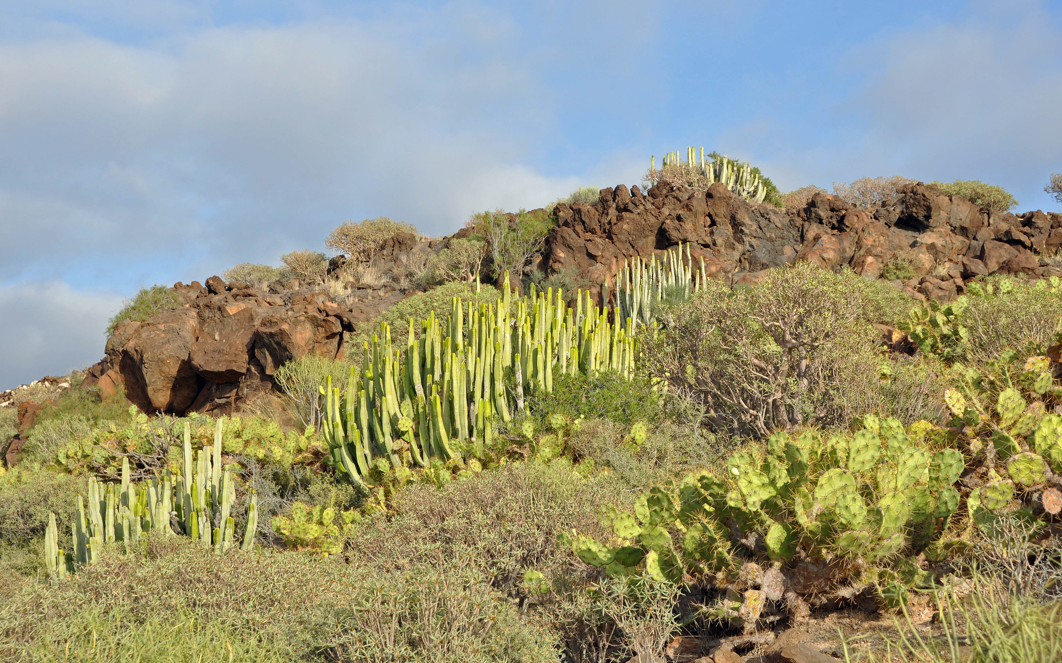 Tenerife Landscape R01