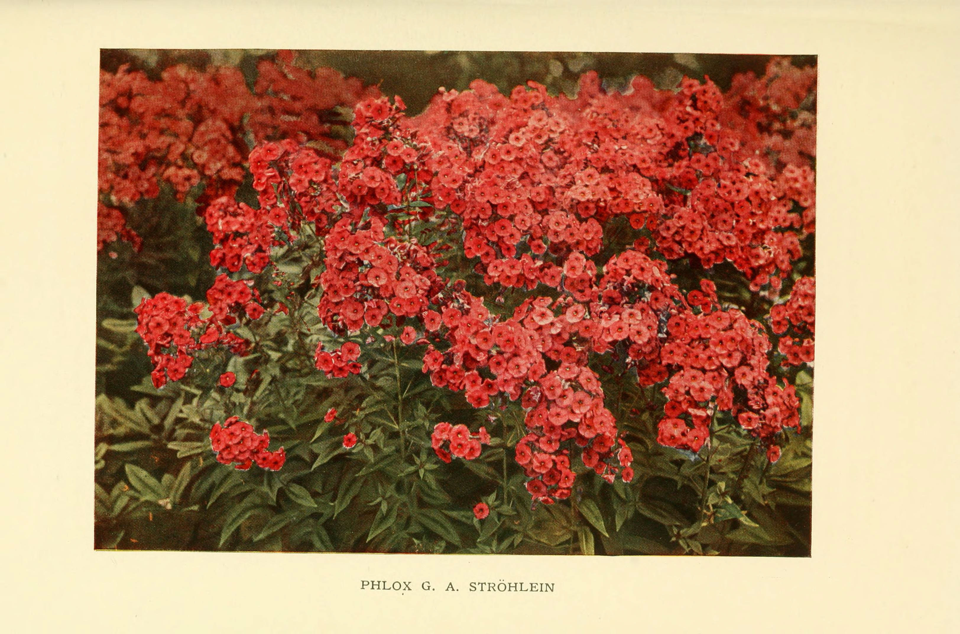 The book of hardy flowers (Plate 73) (6465812585)