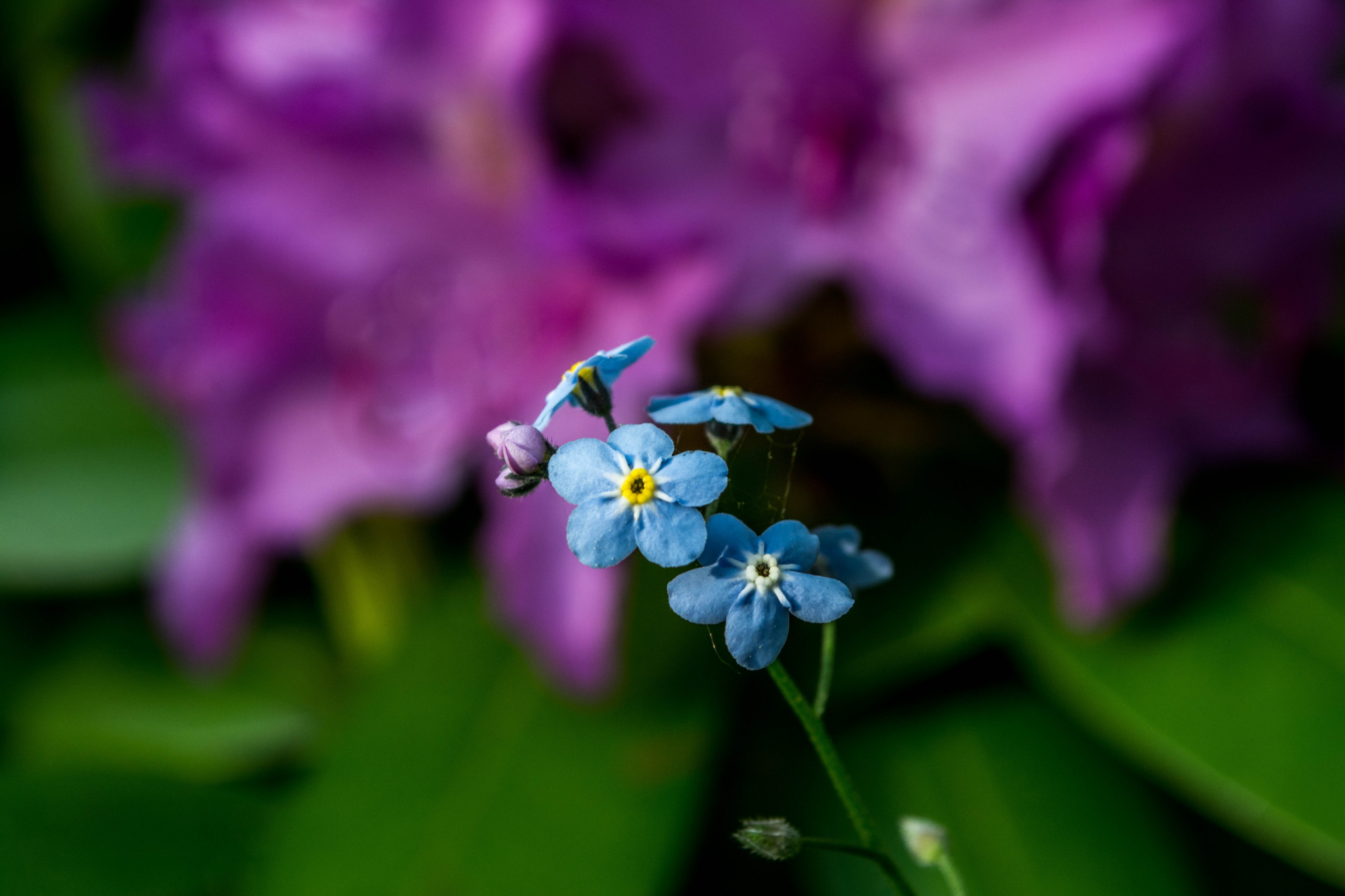 Blue Forget-Me-Not (18122254053)