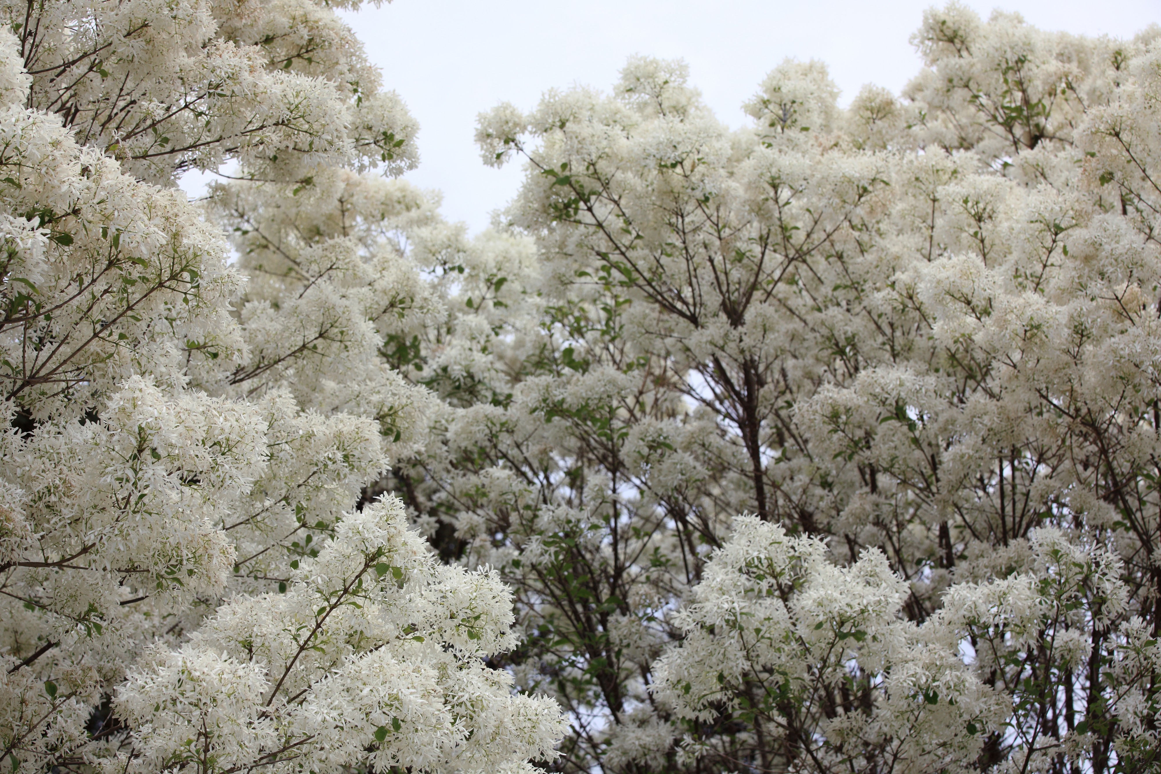Chionanthus retusus - Chinese Fringetree - 5