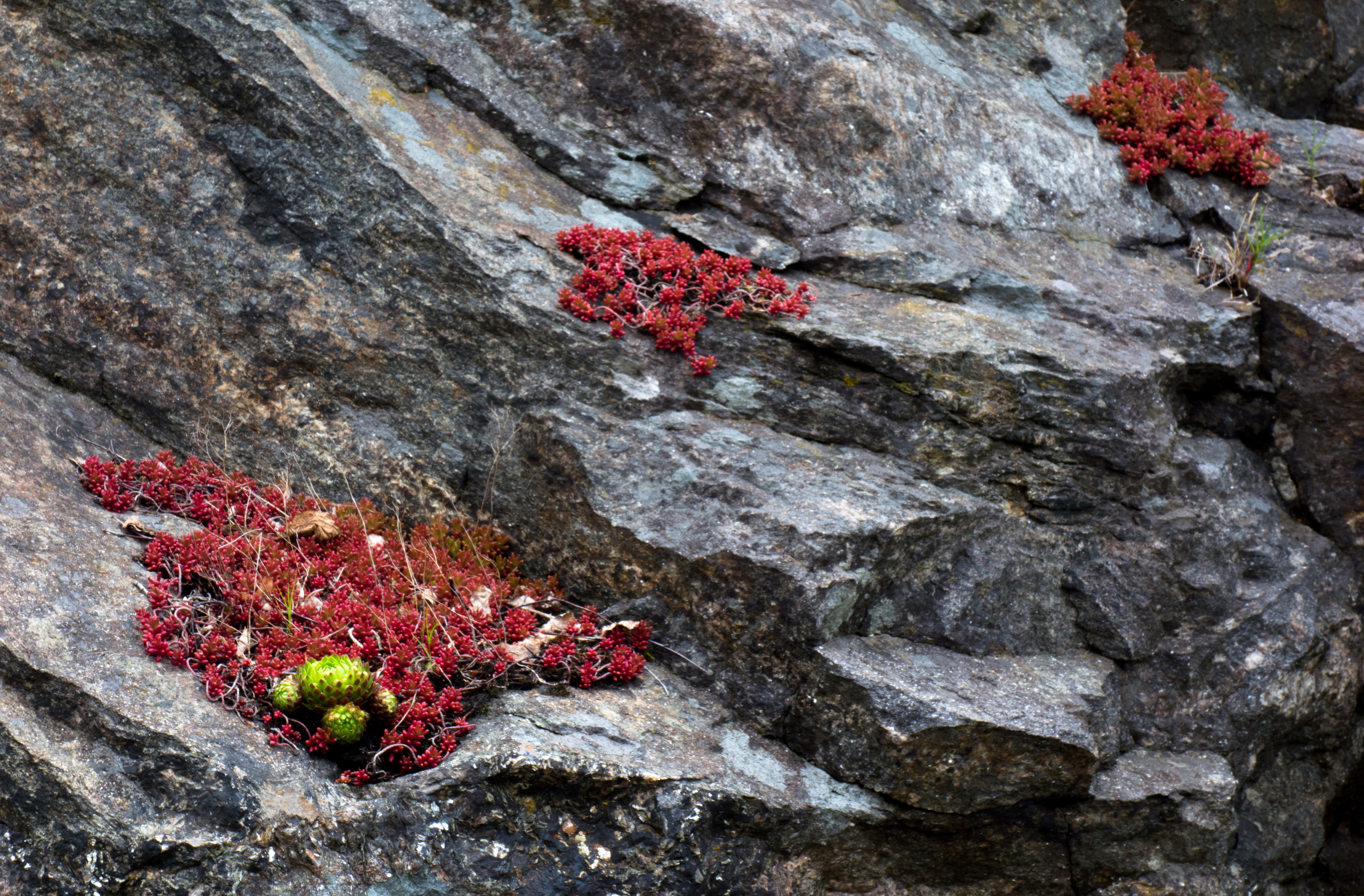 Granite cliff with common houseleek and pink jelly bean plant