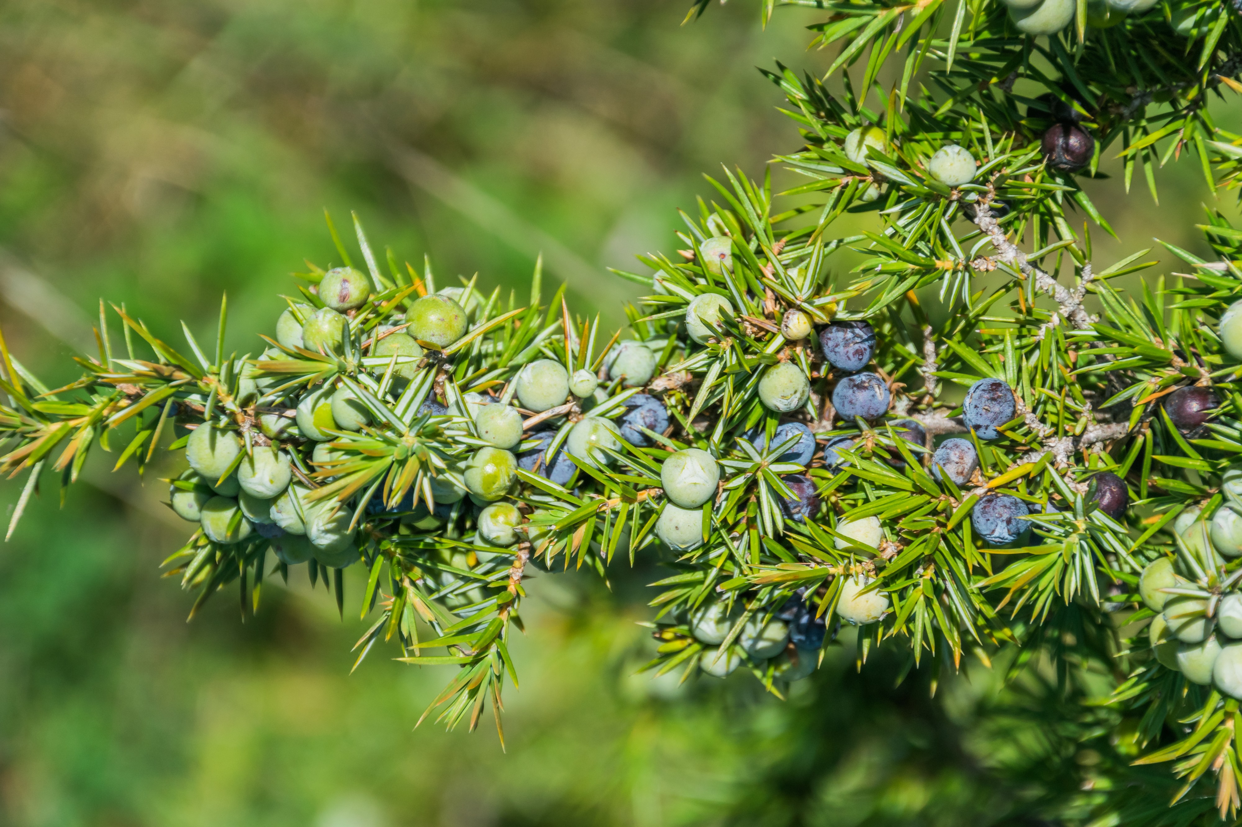 Juniperus communis, Aveyron, France A