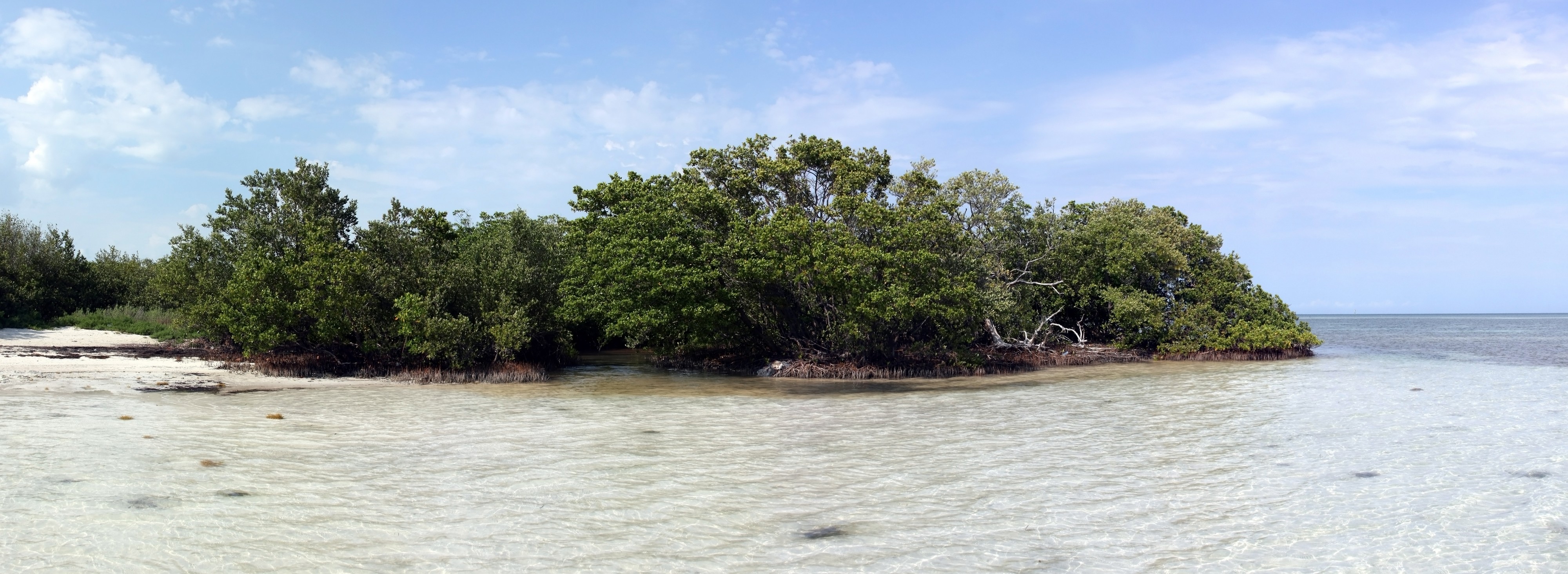 Mangrove forest Islamorada FL