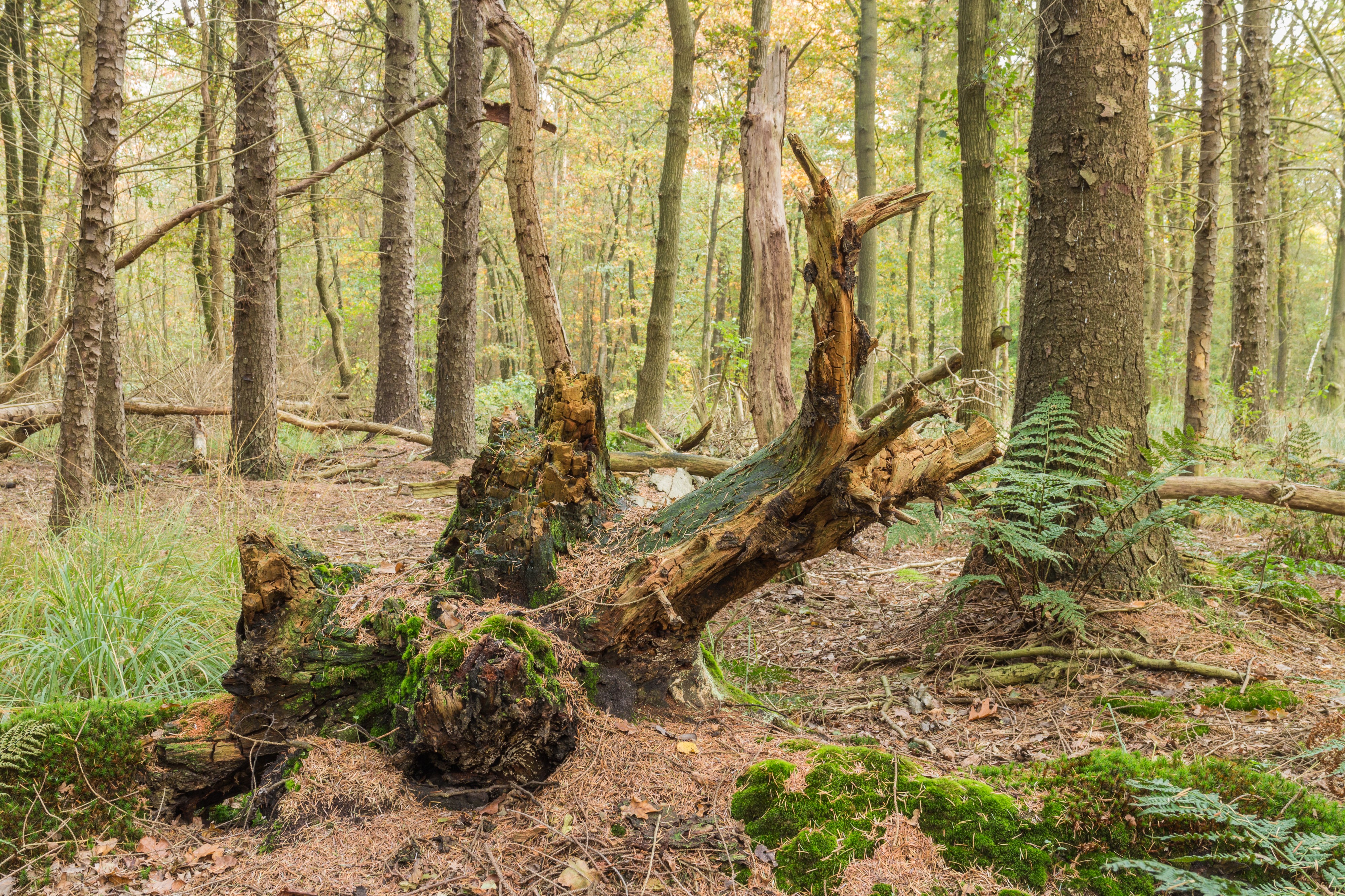 Overgrown dead tree stumps 15