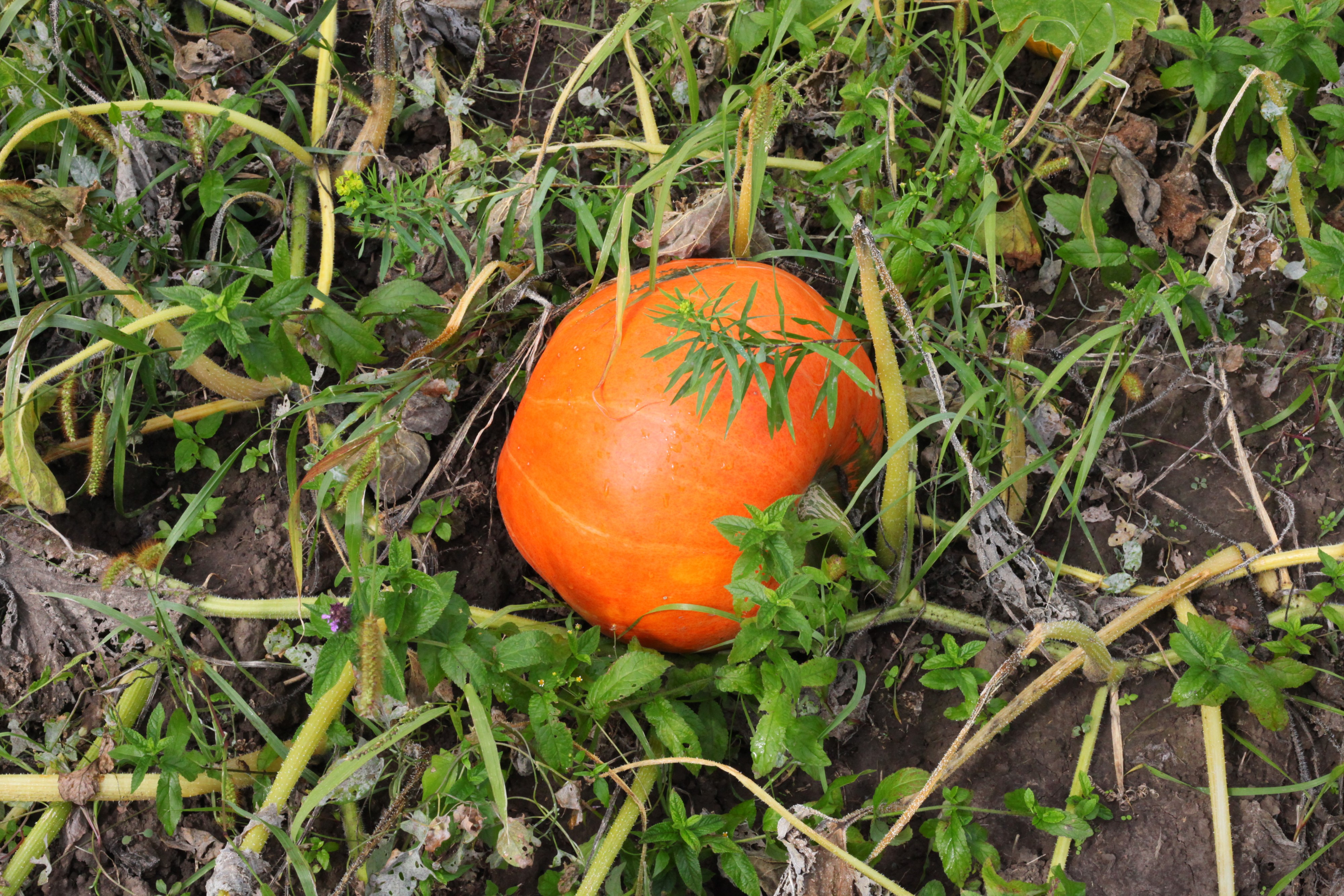 A pumpkin in a field
