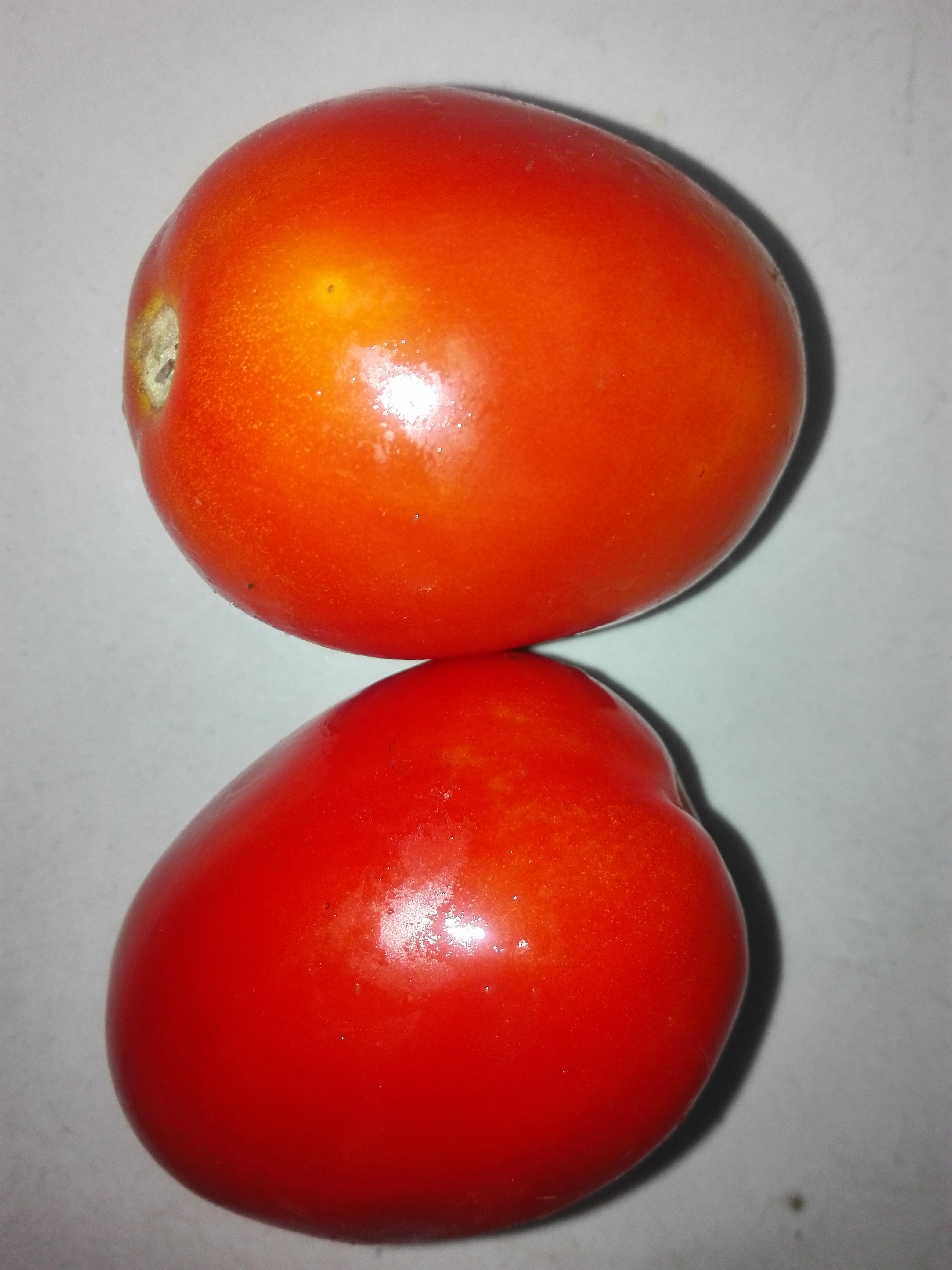Tomatoes 5