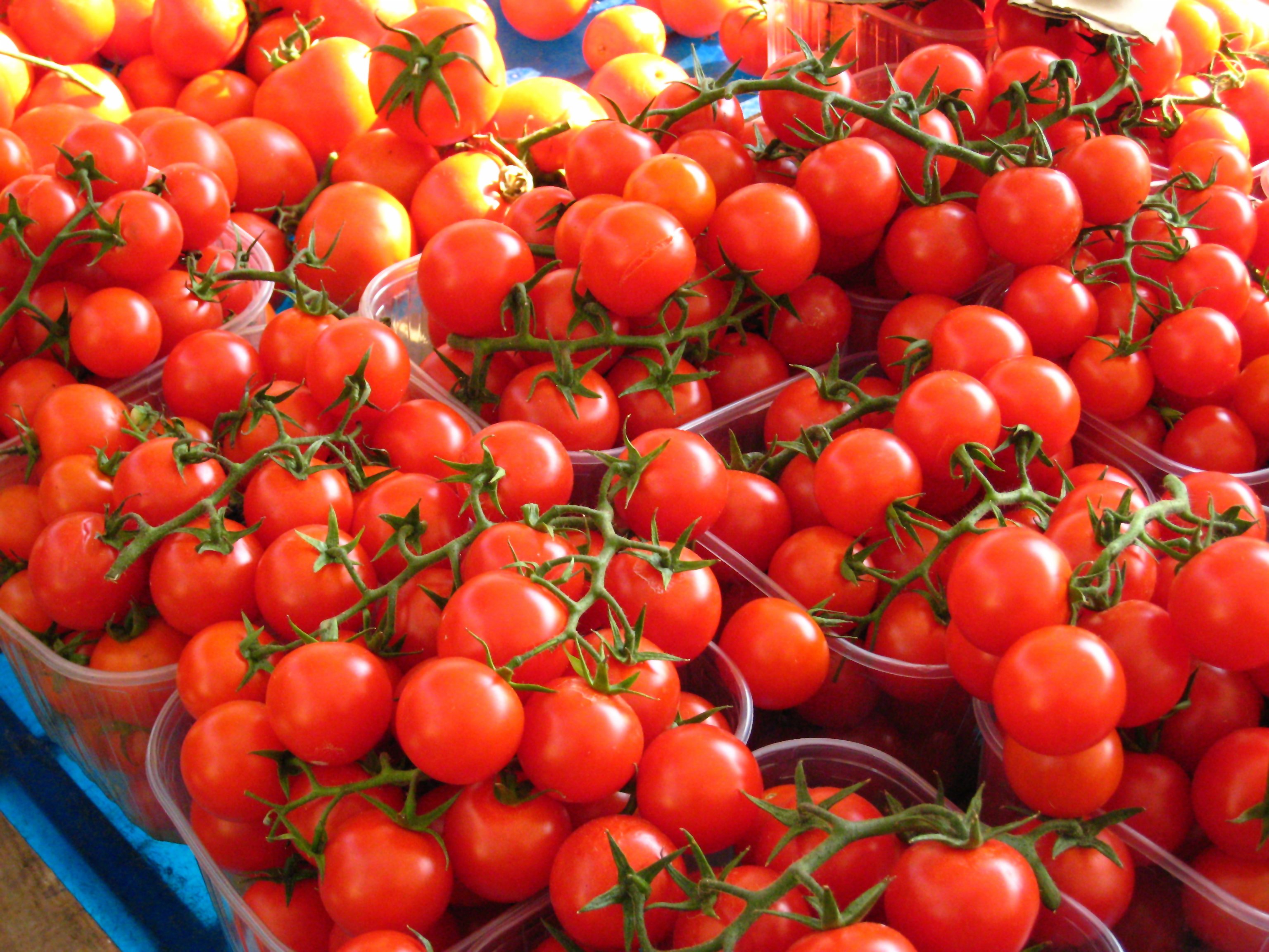 Tomatoes (356304443)