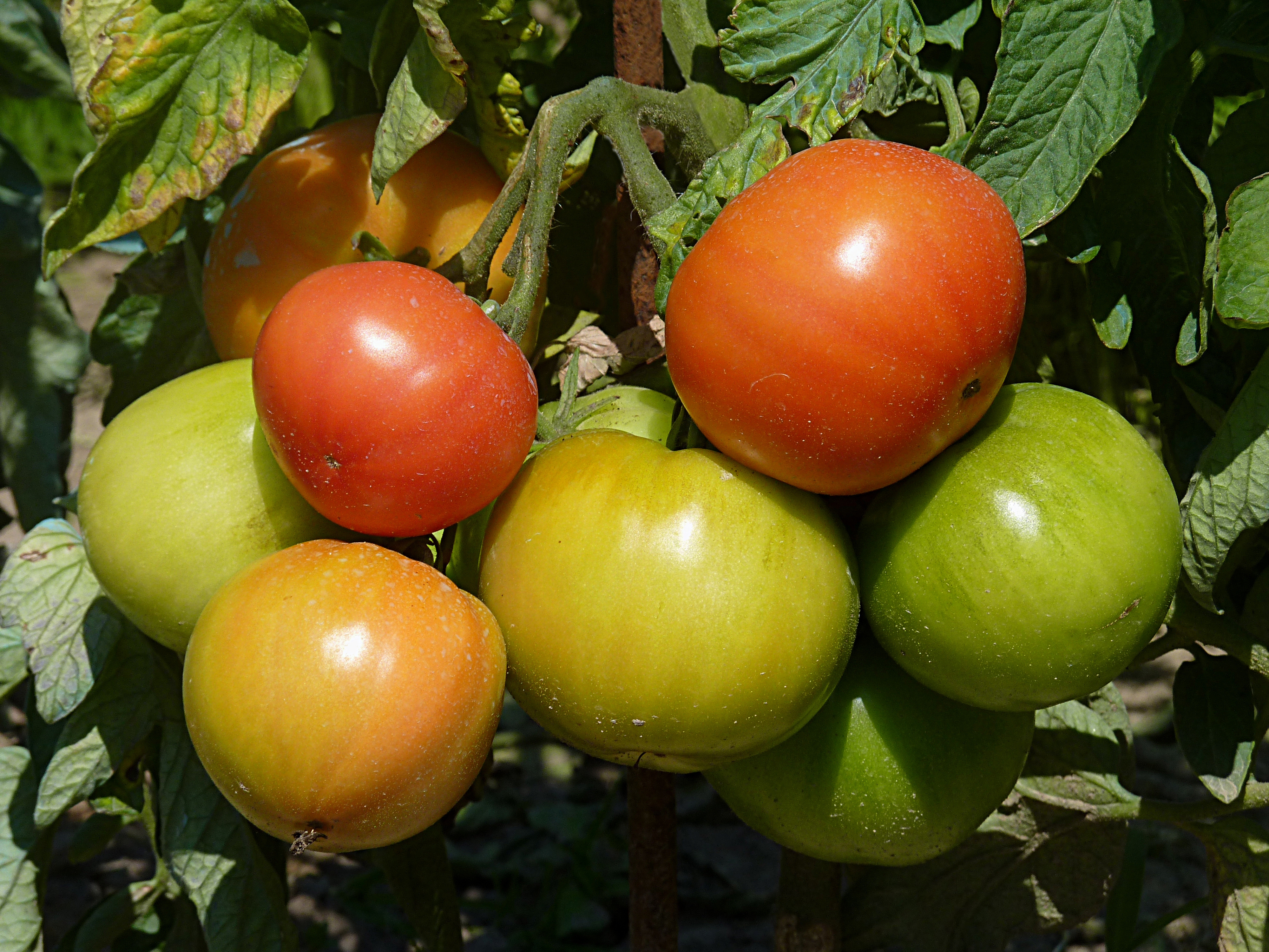 Tomatoes J1