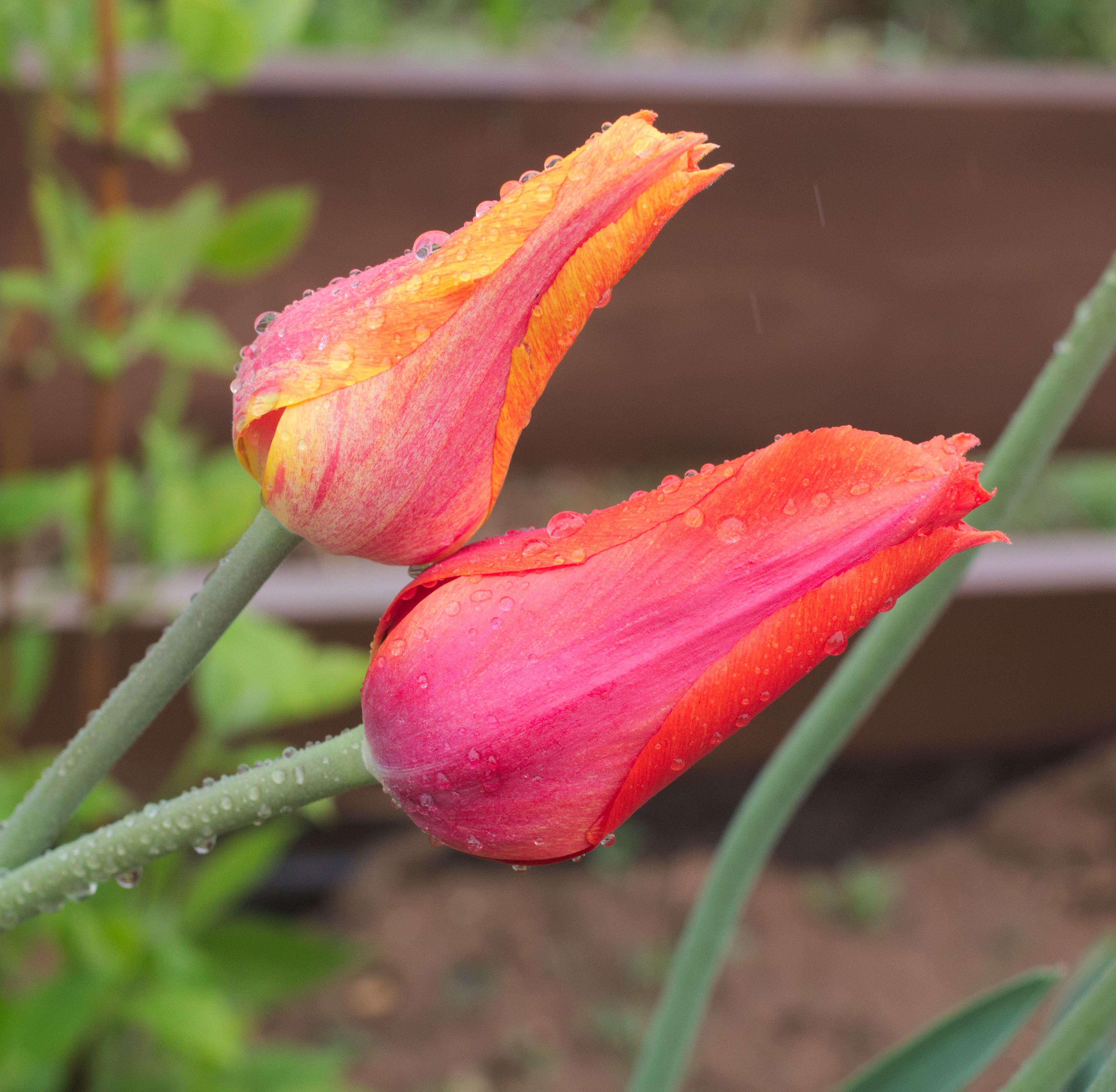 Tulipa 'El Nino' 2015 05