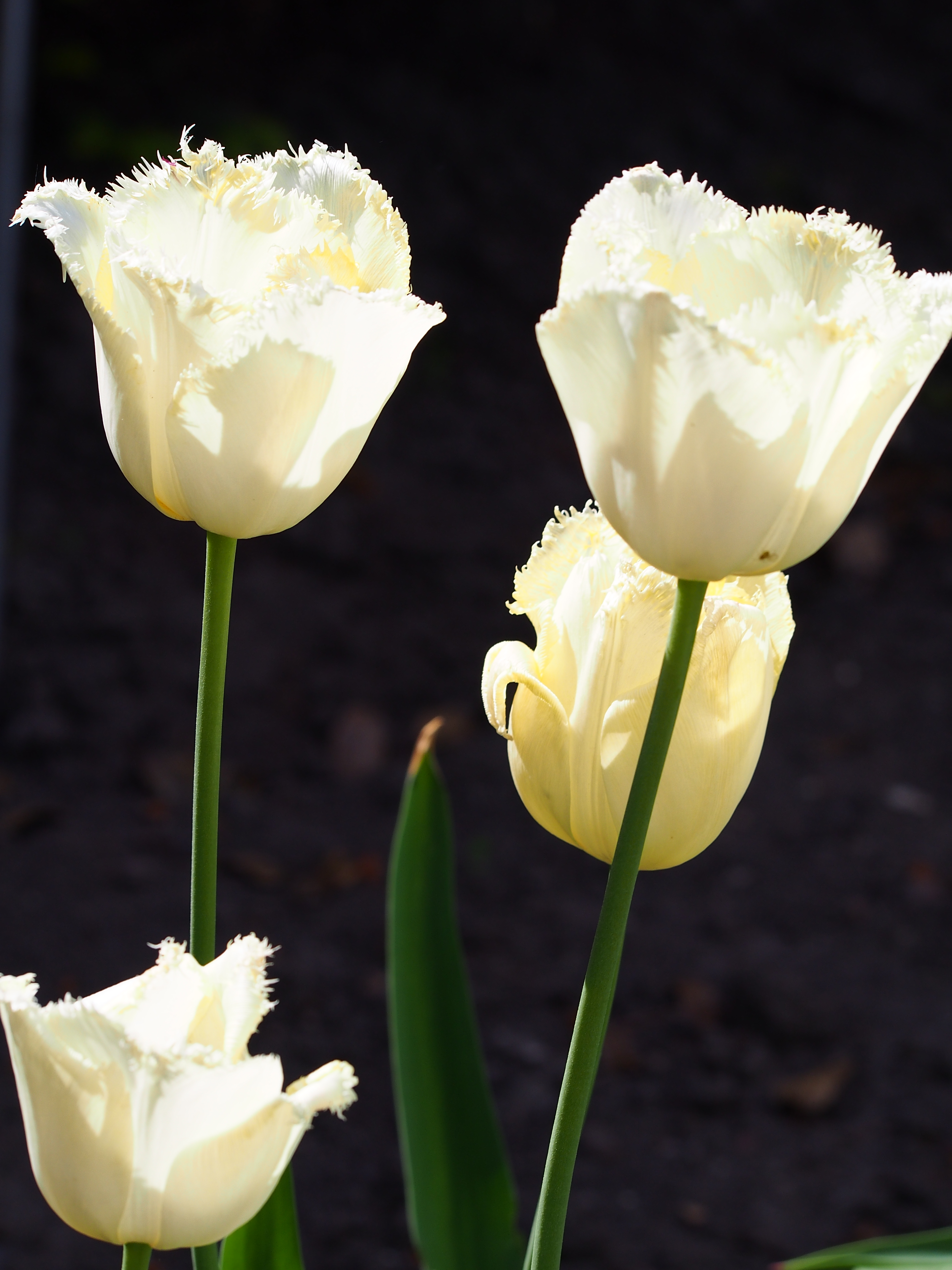 Tulipa Hamilton 2015-05-17 03