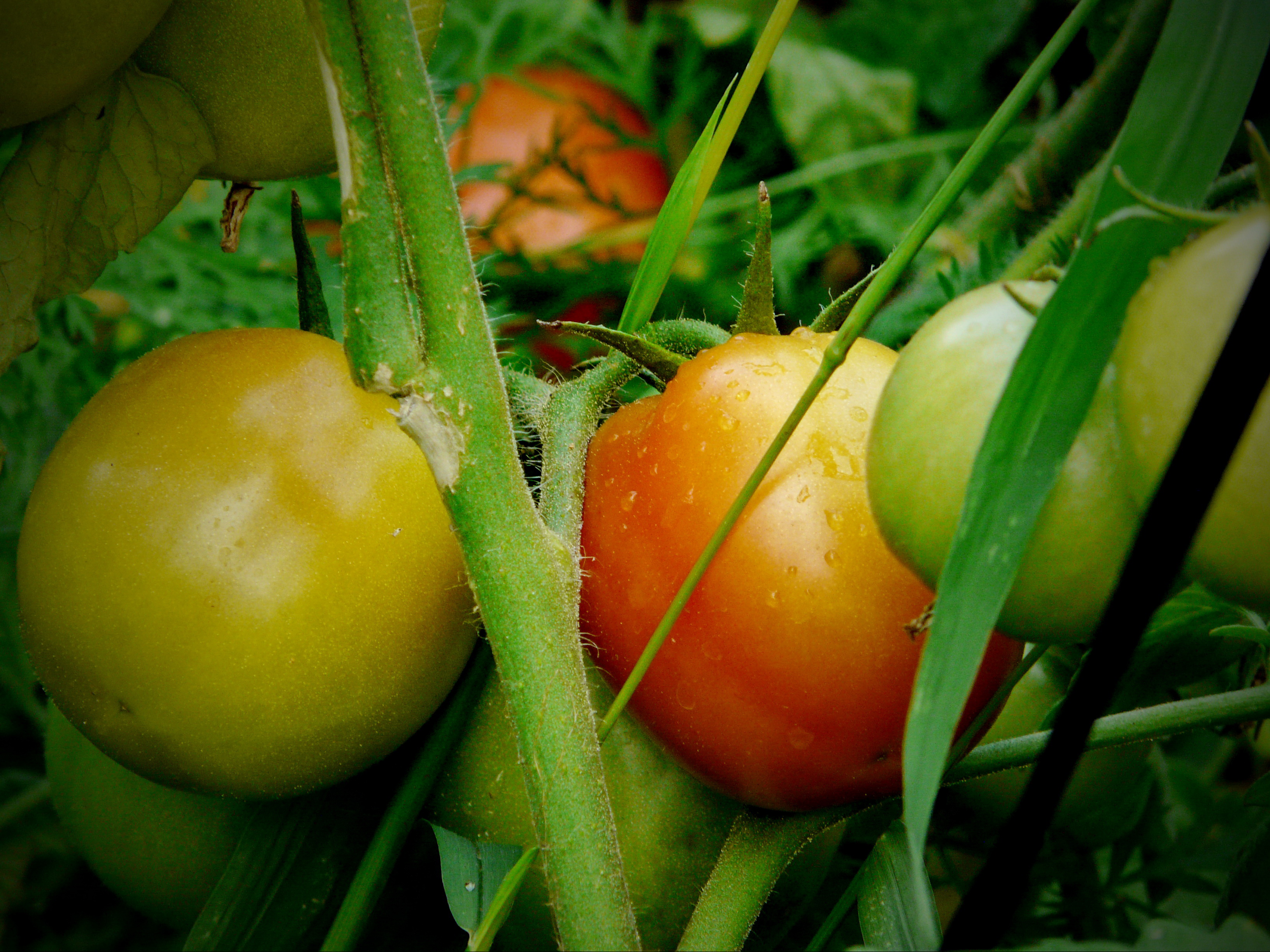 Ukrainian tomatoes