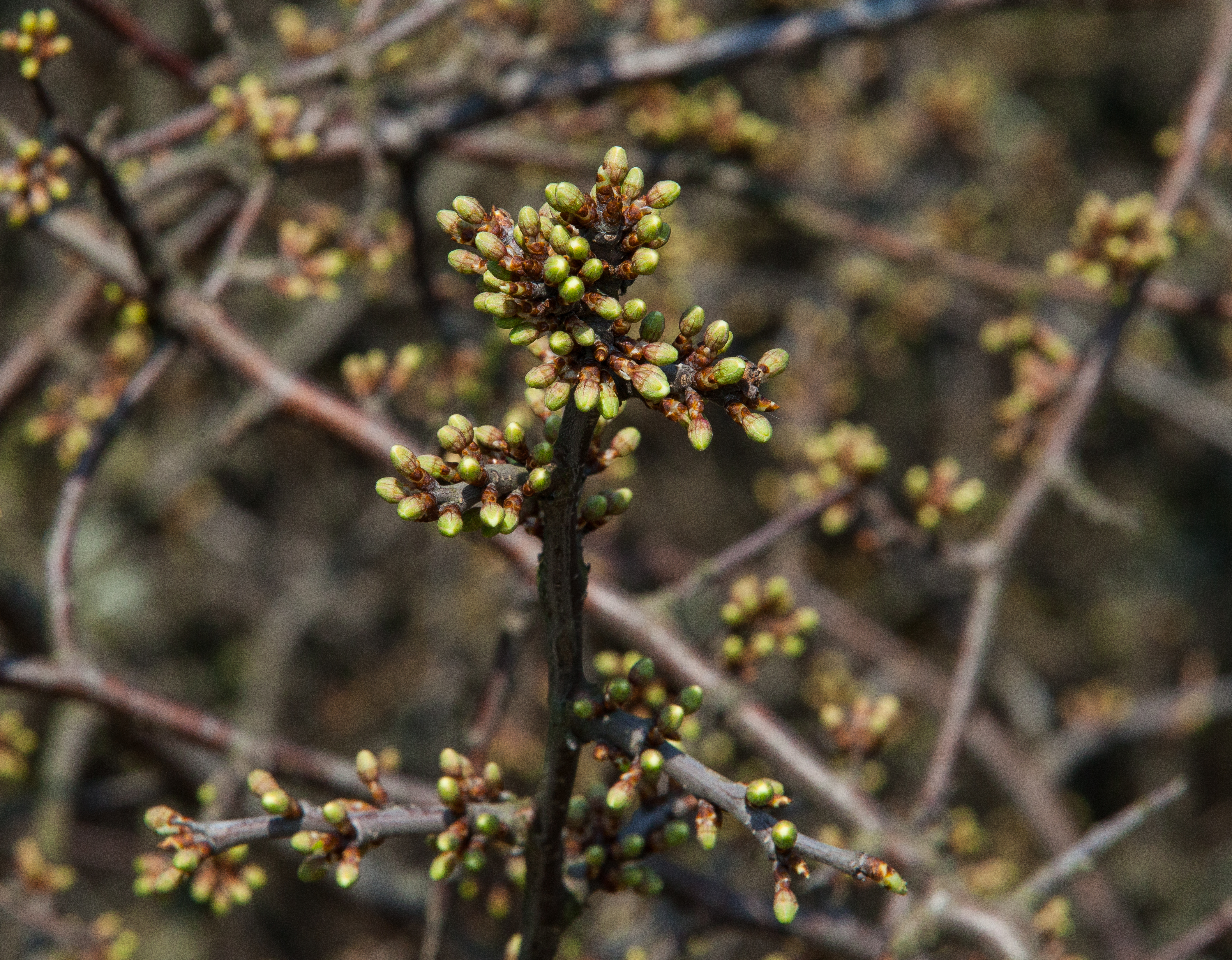 young leaves to be sprung from the buds soon in Lviv region of Ukraine in March 2014