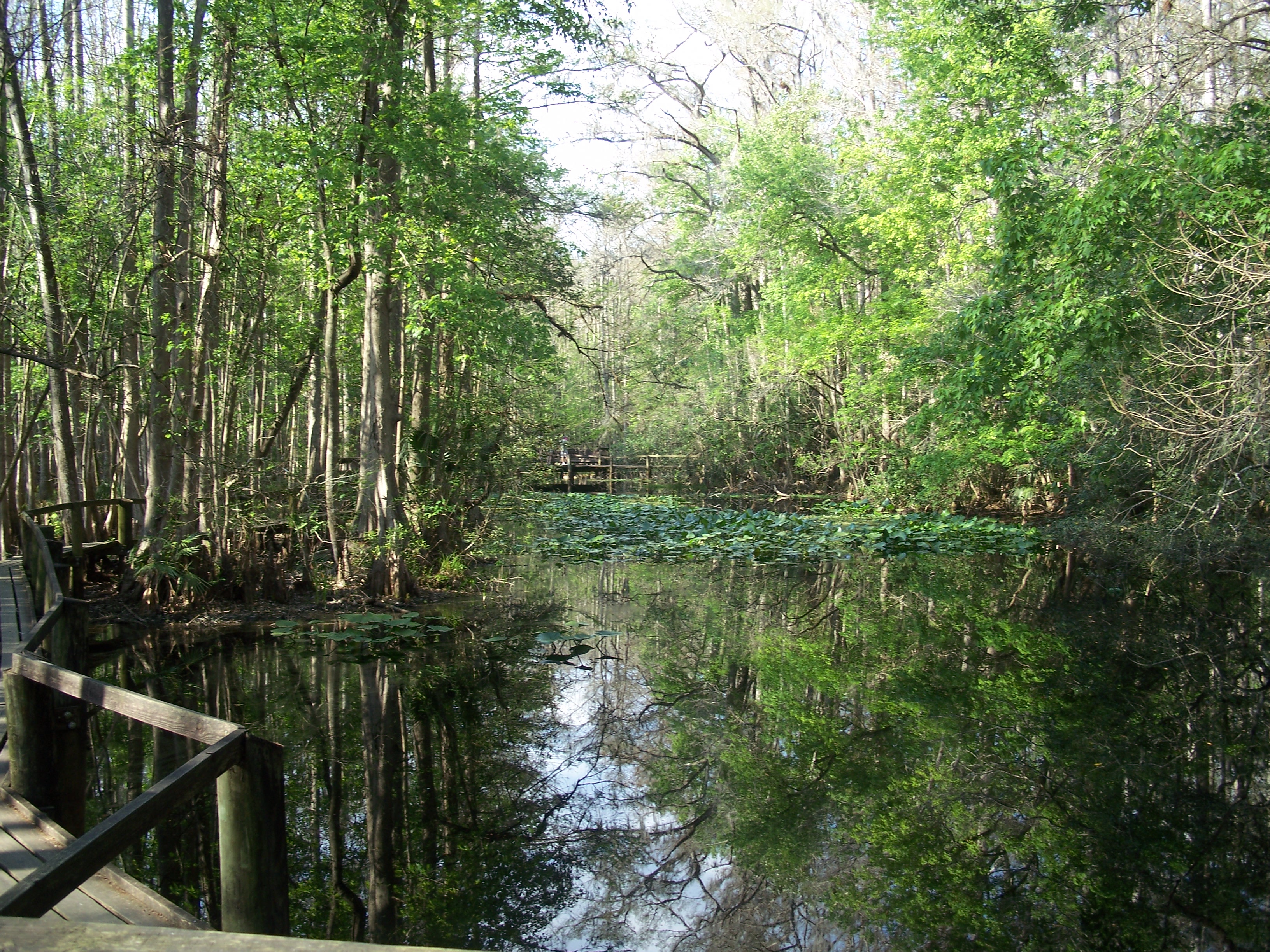 Highland Hammocks SP Swamp Trail06