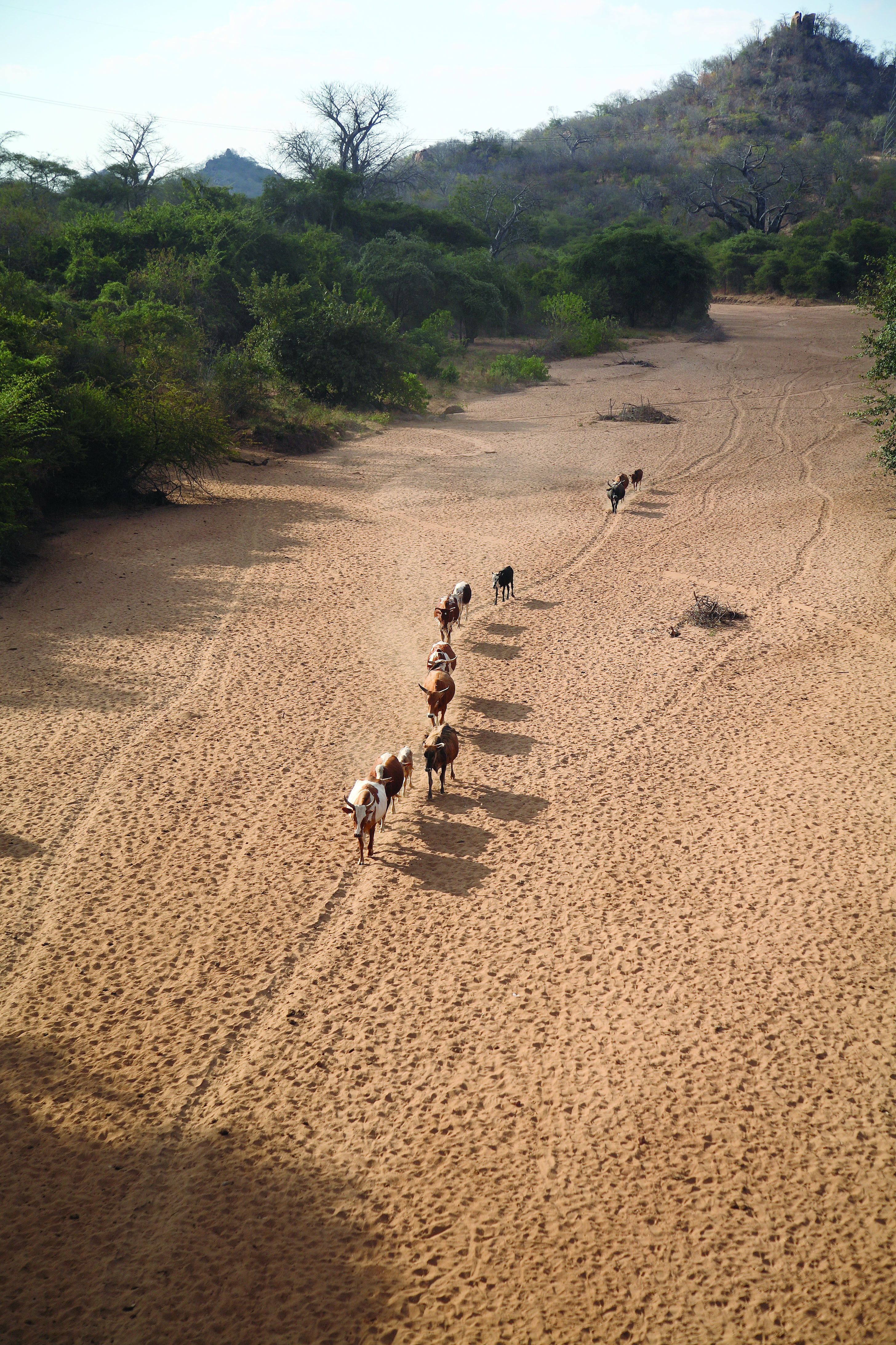 ILRI, Stevie Mann - Cattle herd walks home along dry river bed in Tete Province, Mozambique