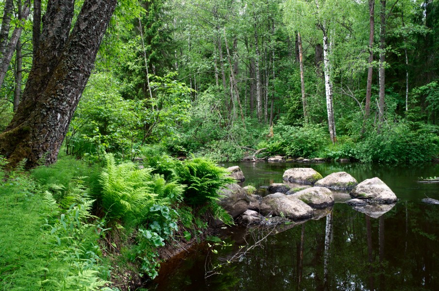 Lindulovskaja grove - River Bend