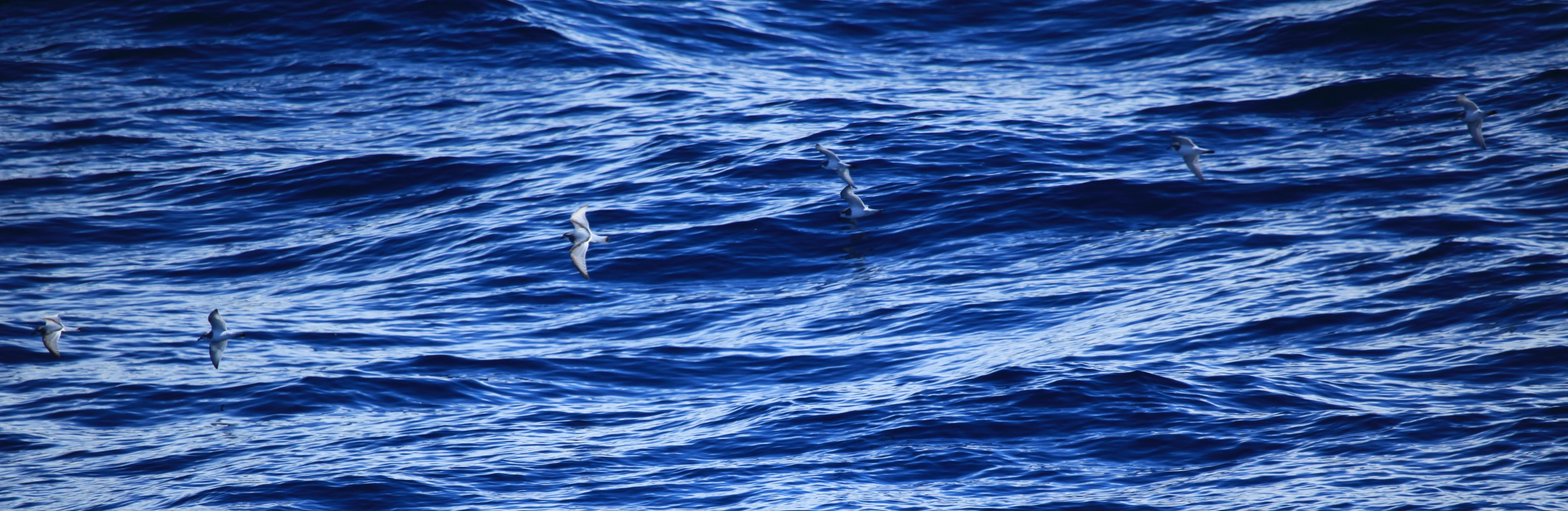 Antarctic Prions flying over the South Atlantic (5890615301)