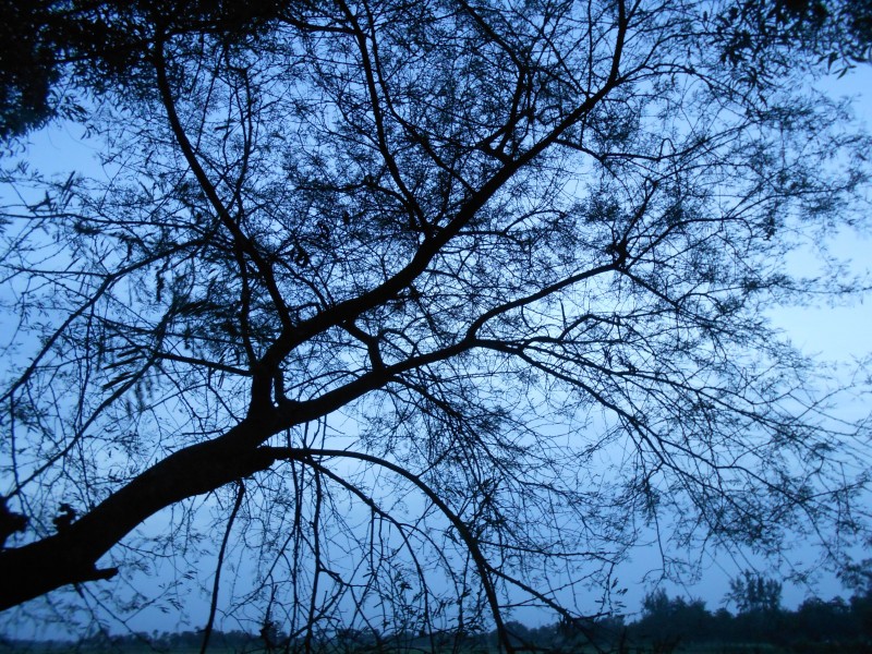 Silhouettes of trees beside a country road in late evening