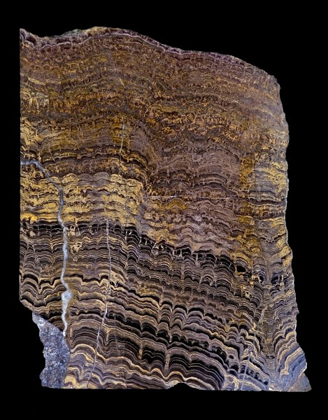 Stromatolites Cochabamba