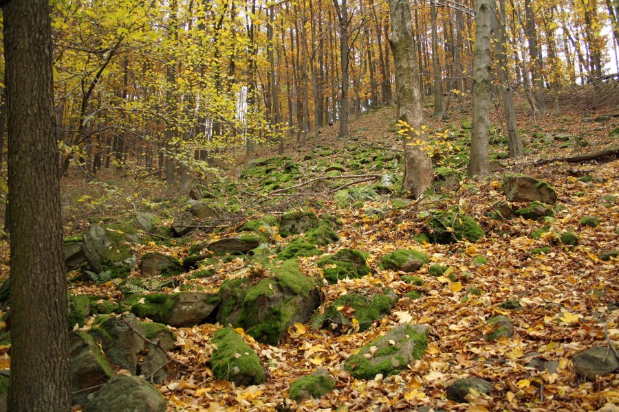 Typically hilly nature with stones near Dalešice Reservoir