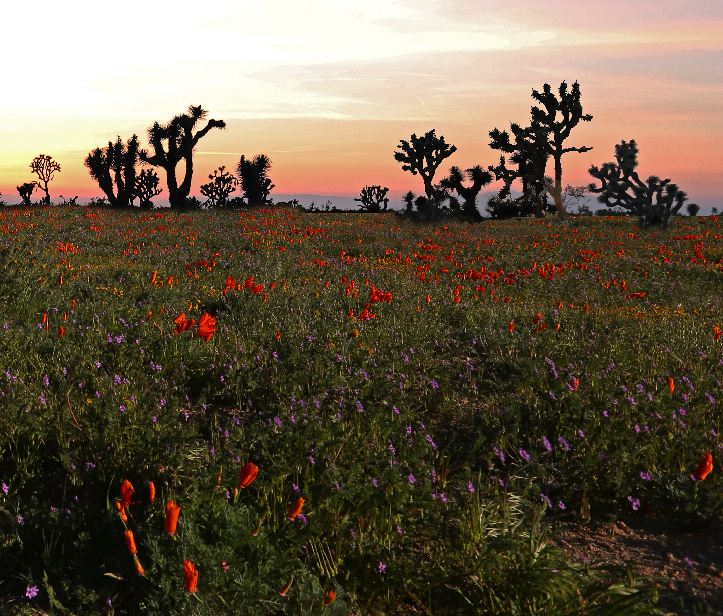 Desert Flower Fields (14378153985)
