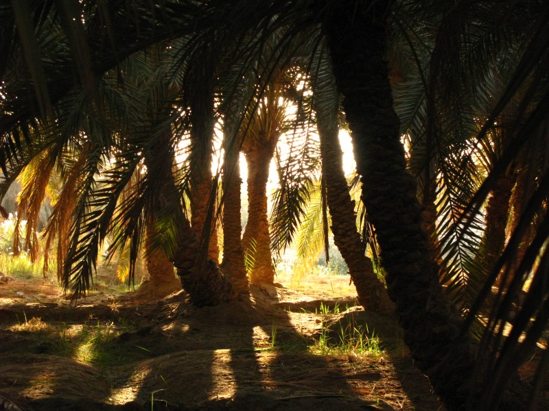 A palm forest - panoramio