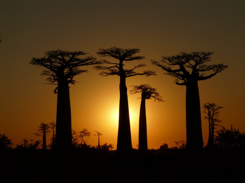 Baobabs Avenue Sunset 1