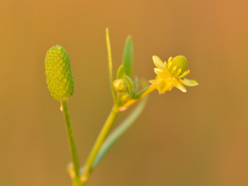 Ranunculus sceleratus - mürktulikas Keilas