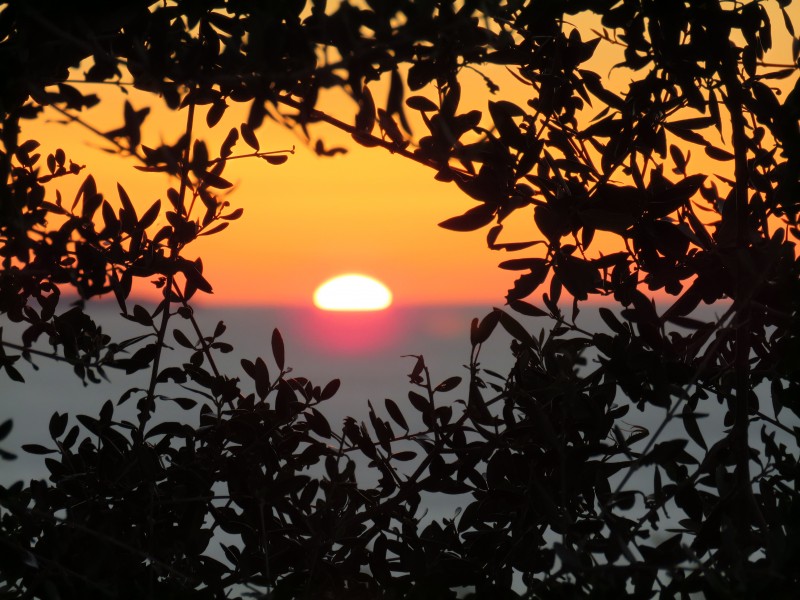 Sunset through olives