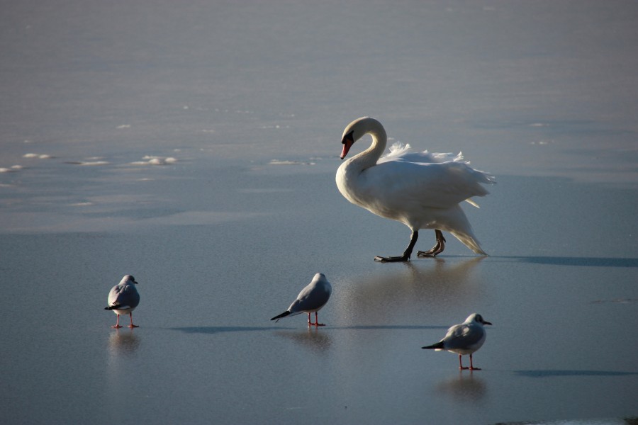Swan and seagulls on an ice lake at sunset