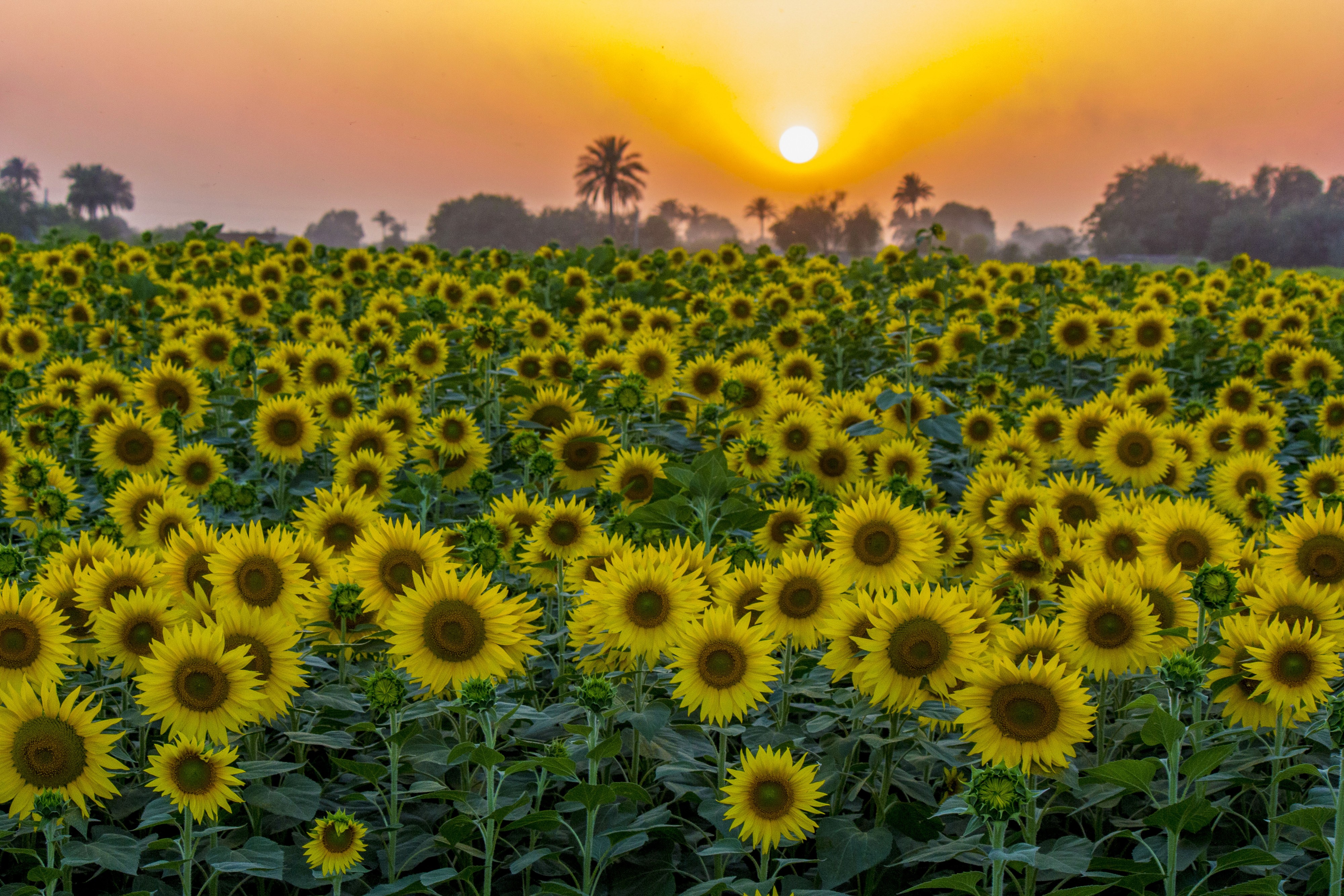 Sunflowers and the Sun