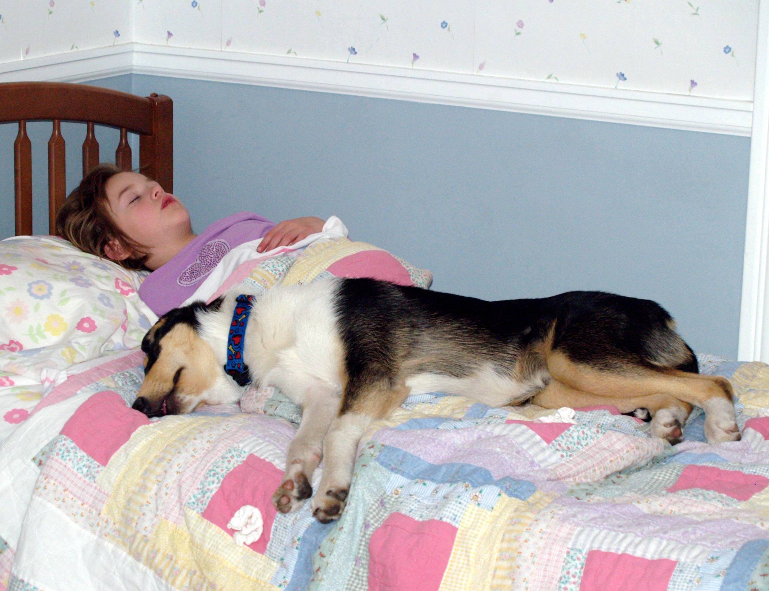 Girl asleep with her smooth Collie