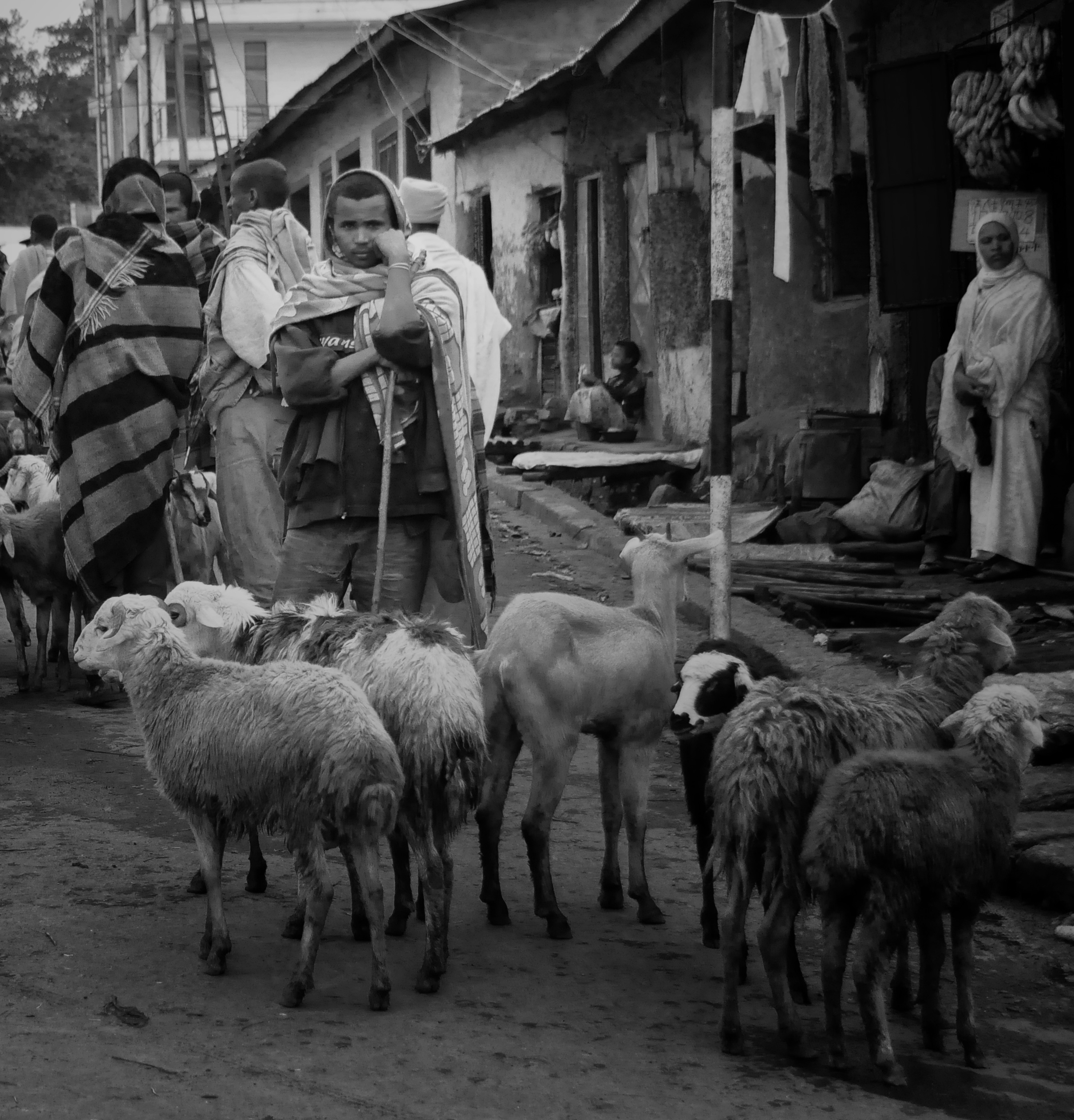 Sheep Herder, Gondar, Ethiopia (7151887699)