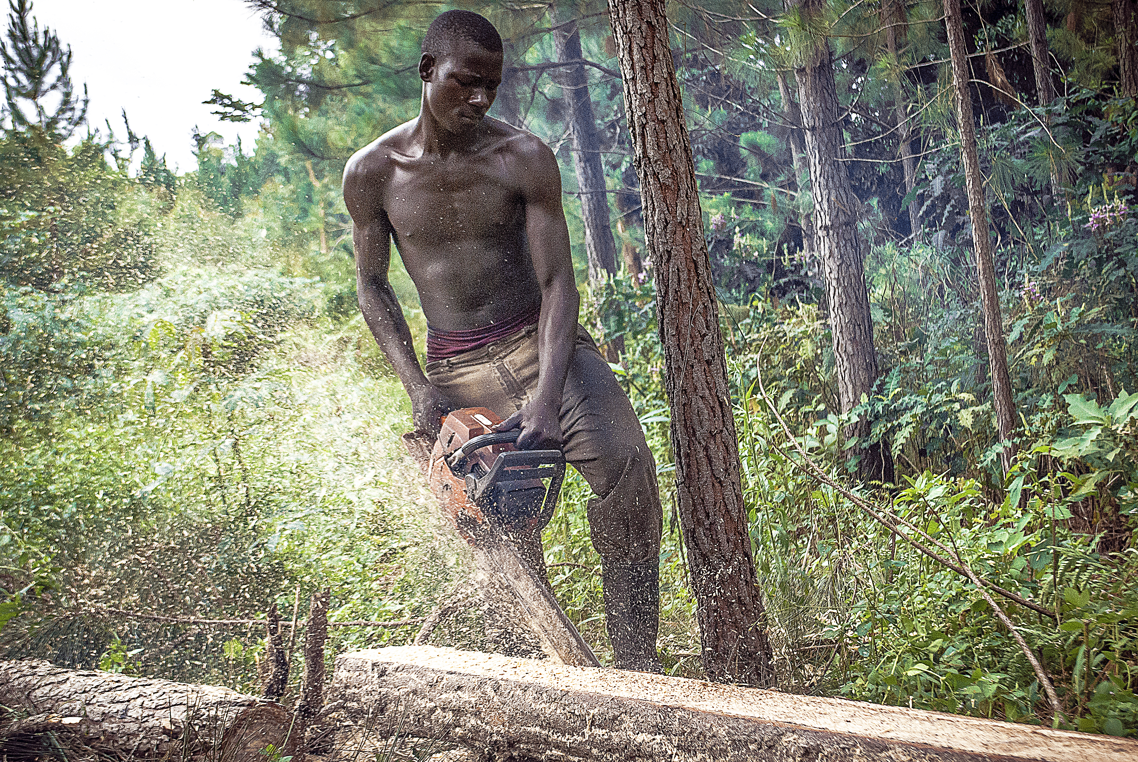 A lumberjack cutting a tree log